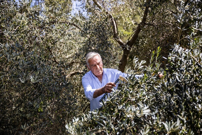 Collecting Olives the Traditional Way