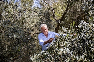 Collecting Olives the Traditional Way