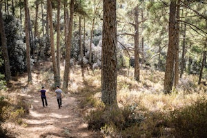 Troodos Forest