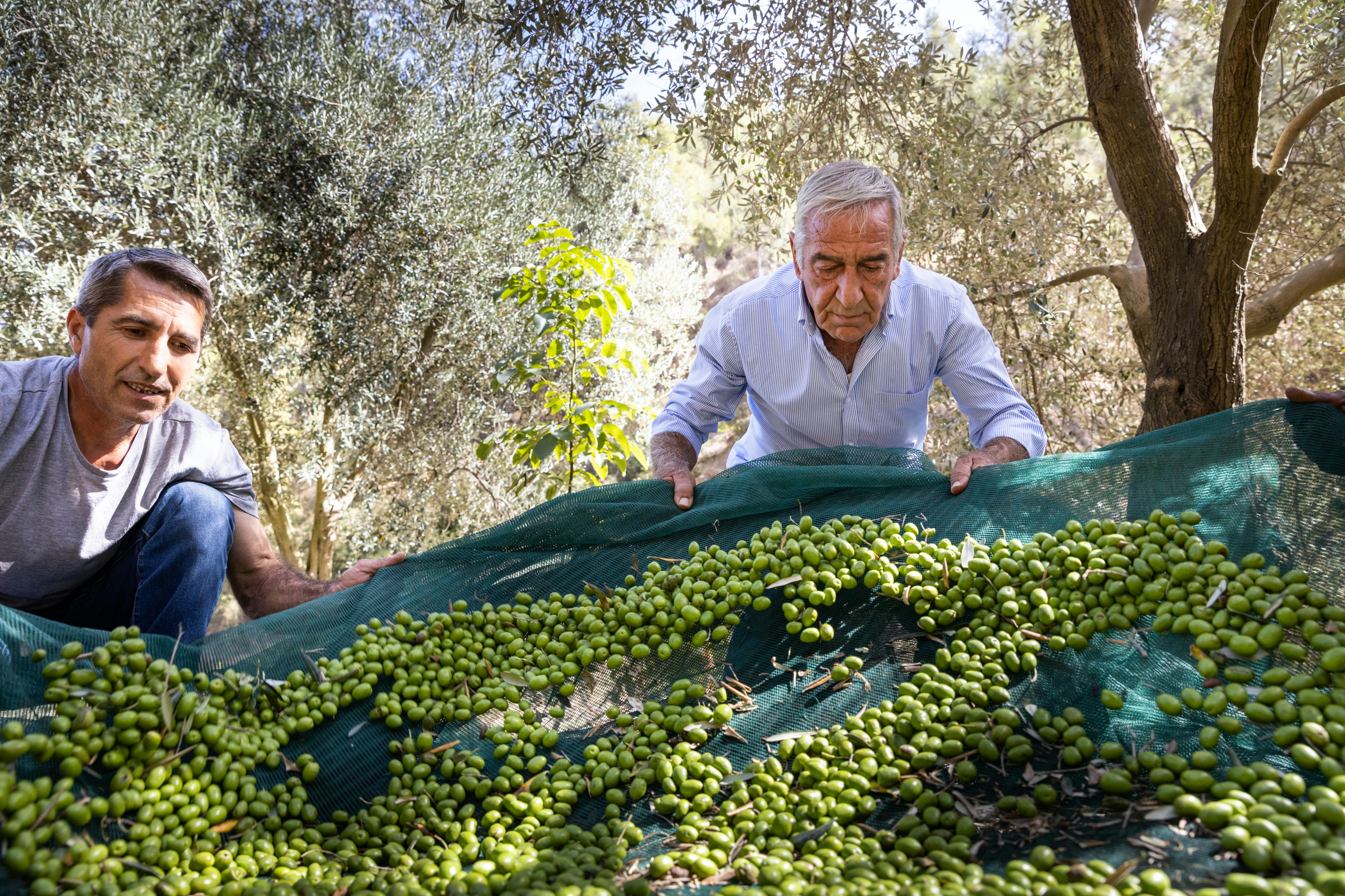 Collecting Olives