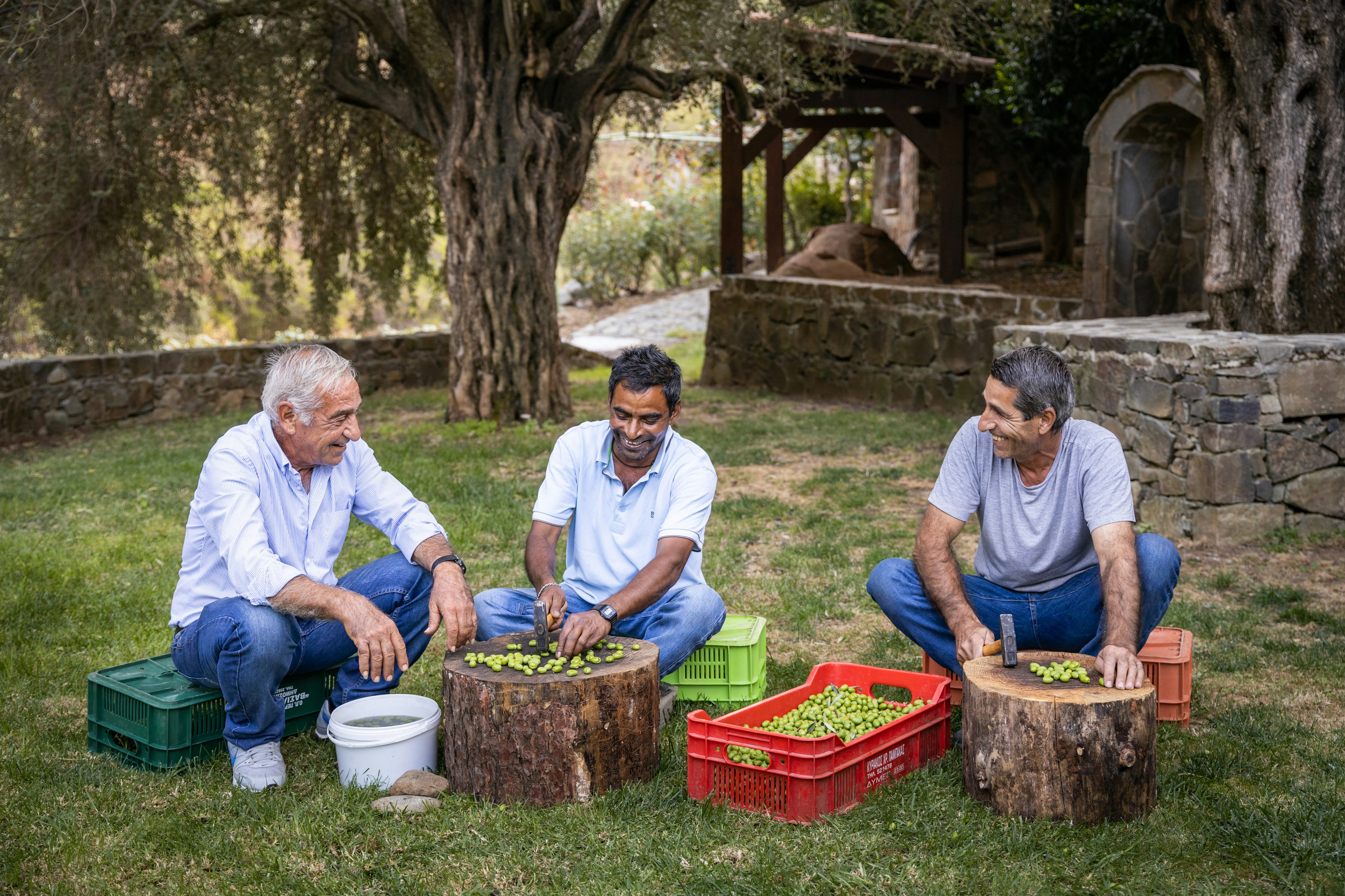 Traditional Way of Preparing Olives