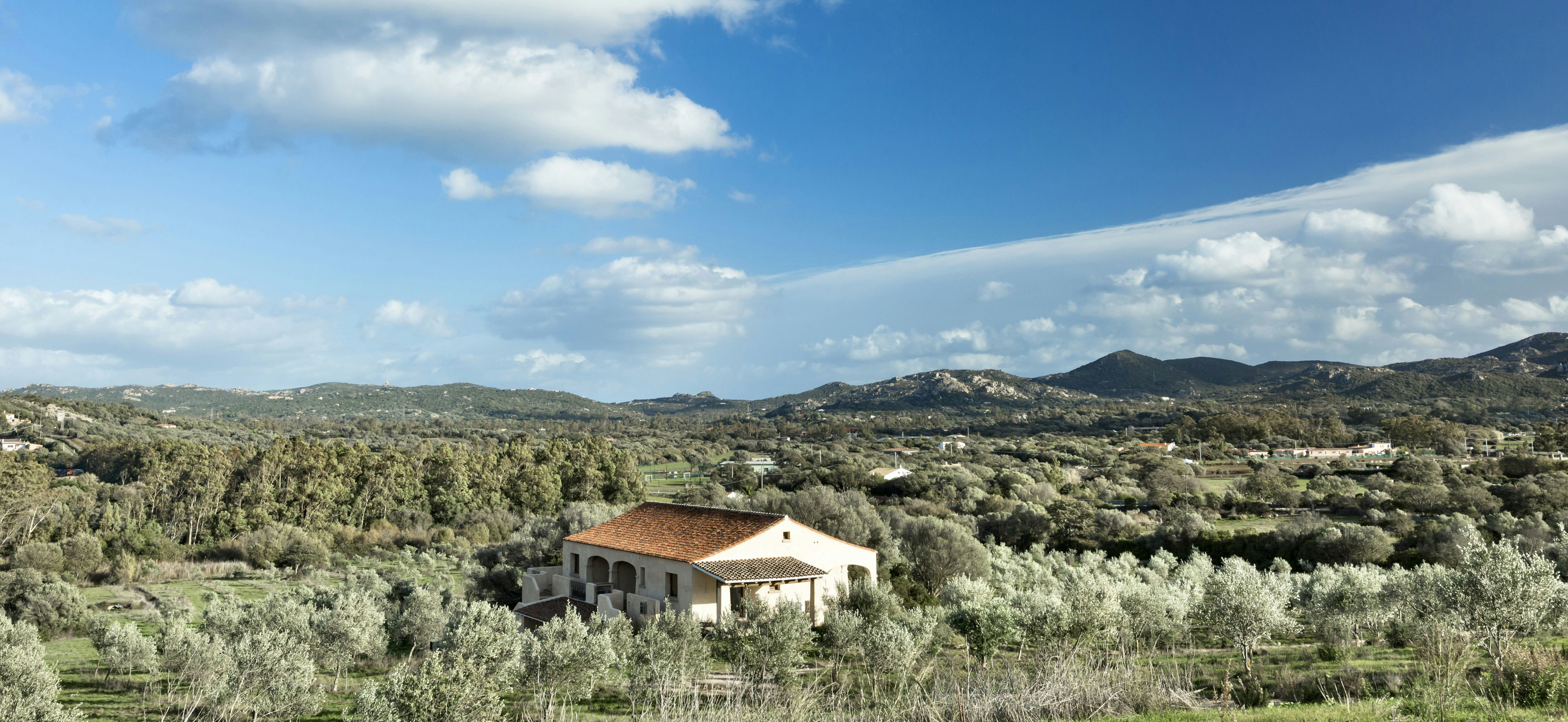 Olive Grove