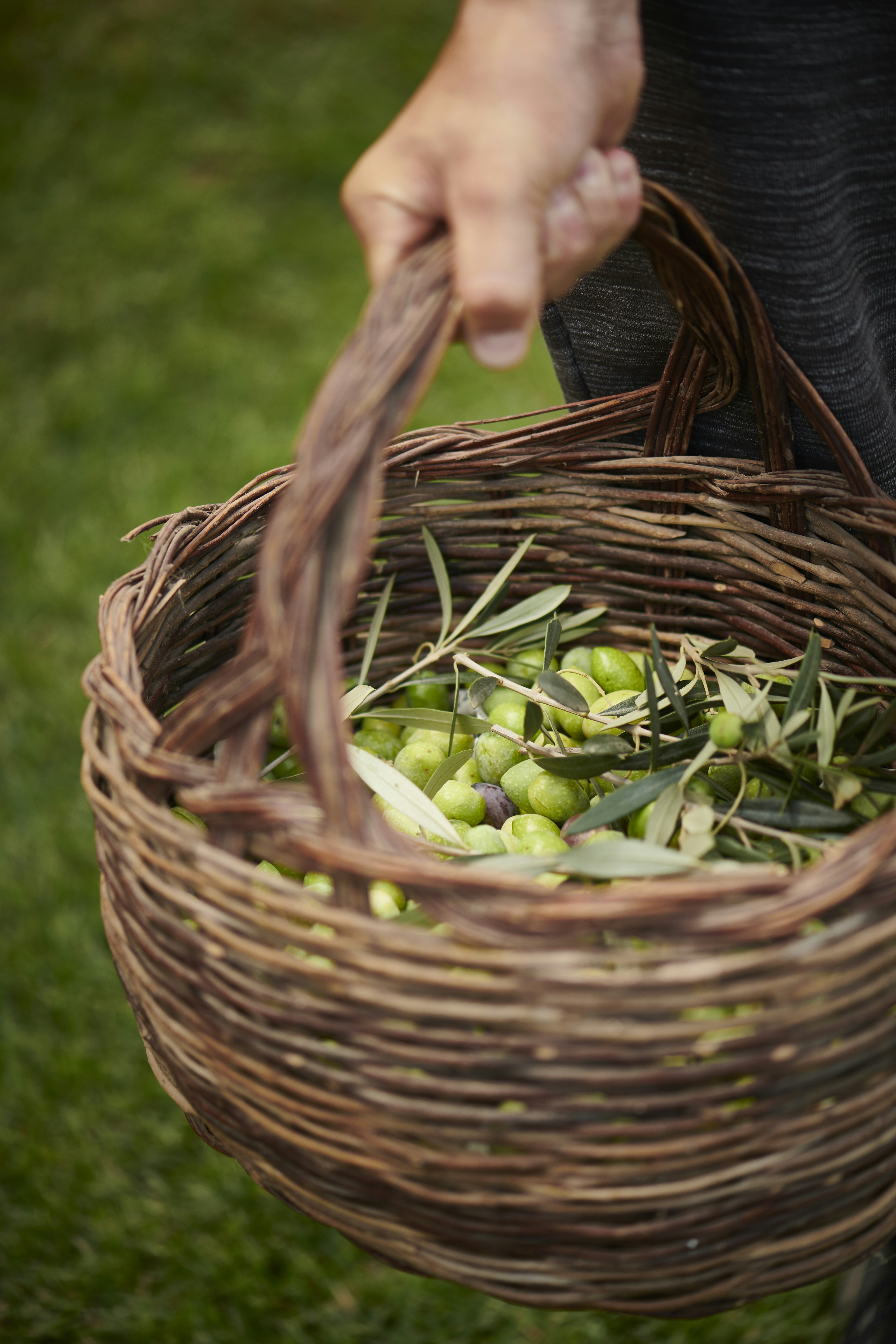 Olive Harvest