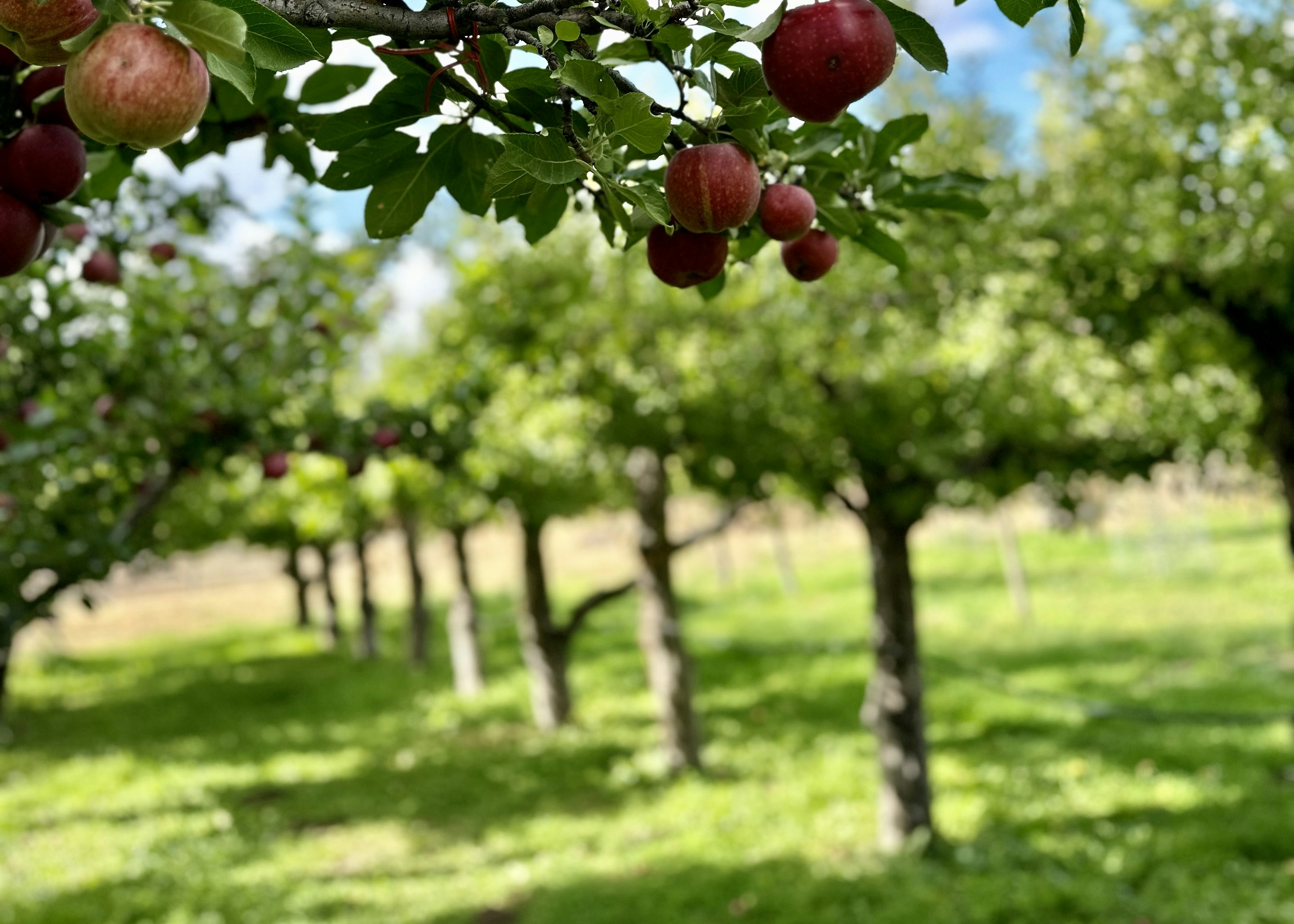 Apple orchard