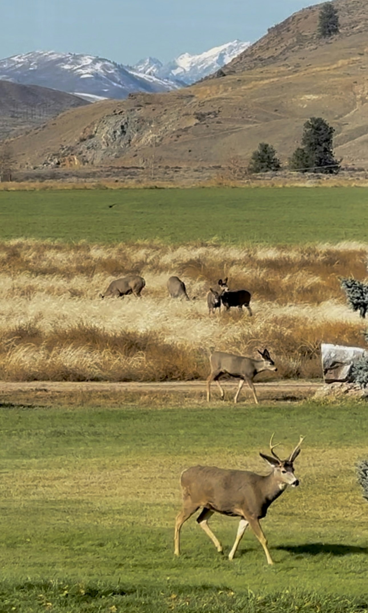 Mule deer on the lawn