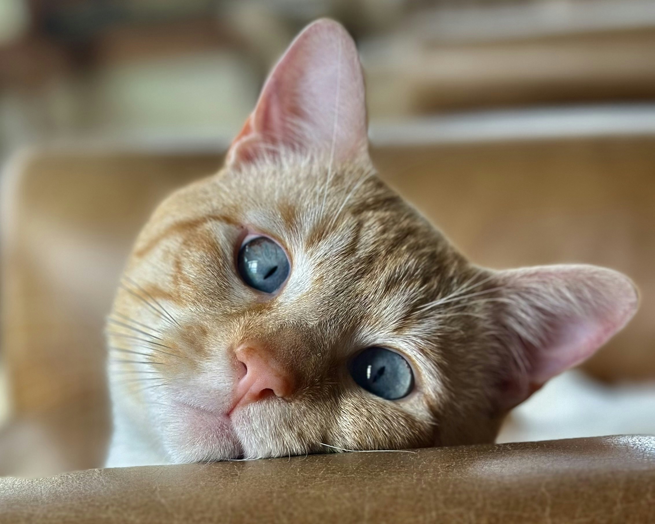 Charlie the Lodge Cat