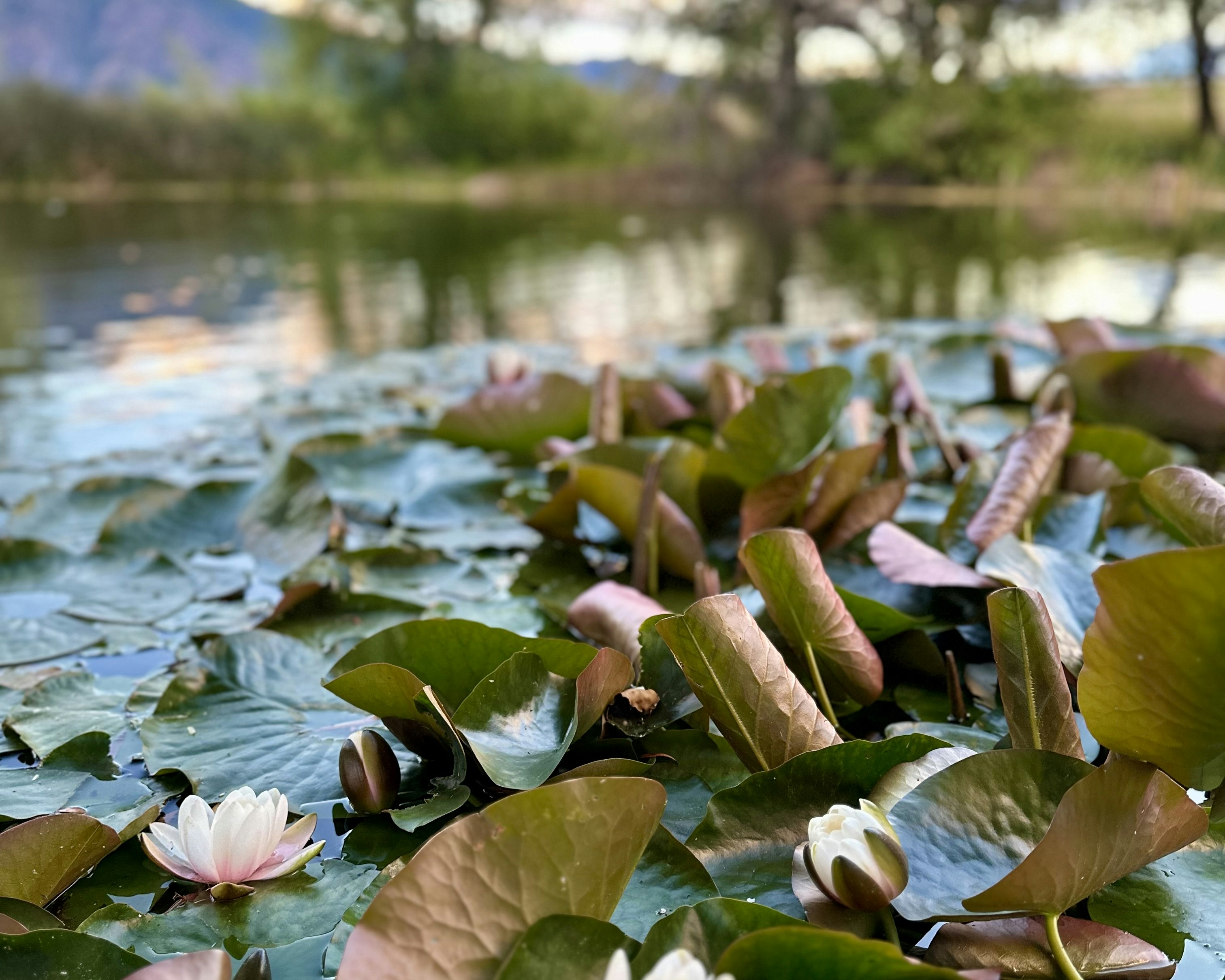 Pond lillies