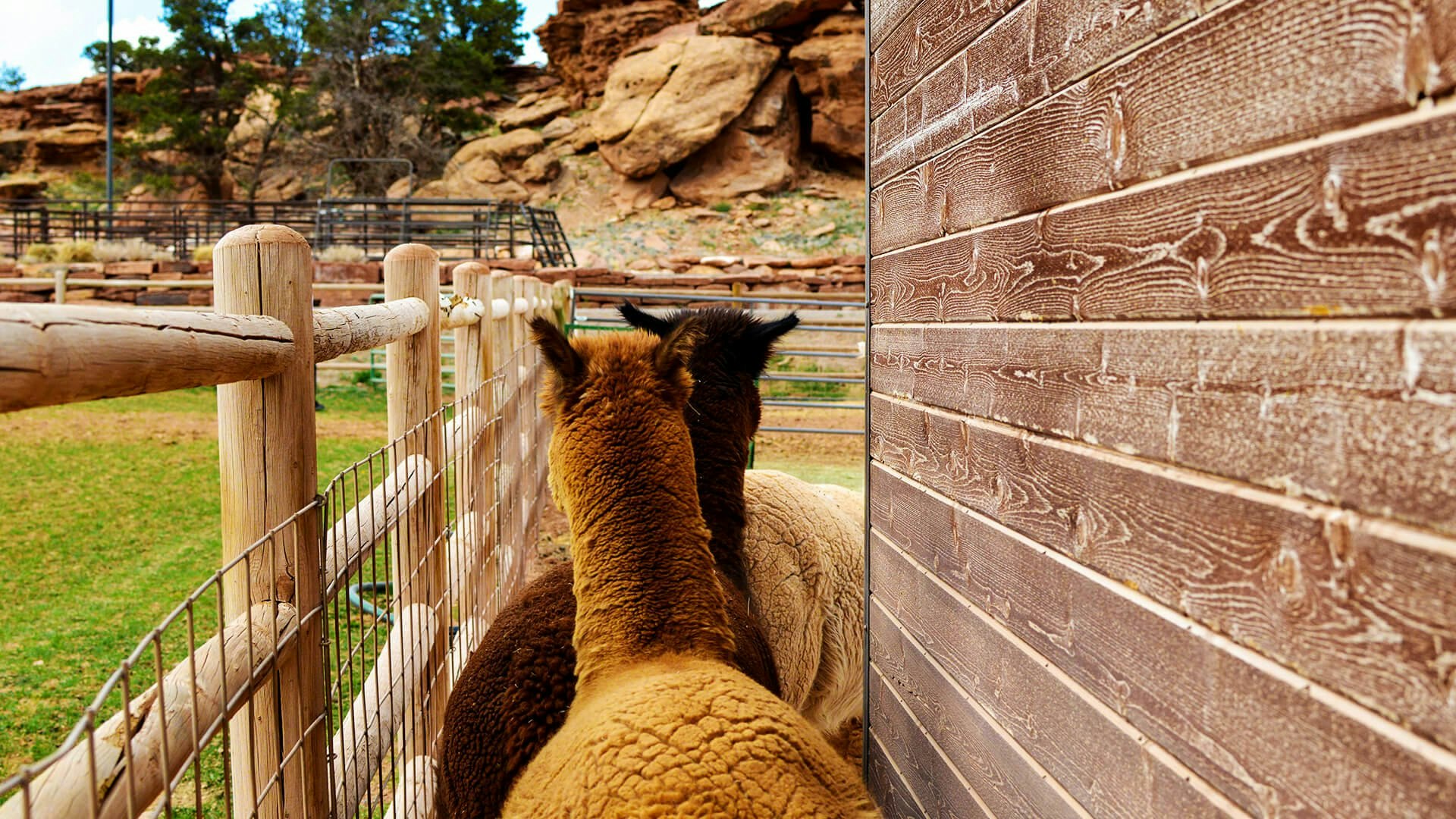 Cougar Ridge - Animals