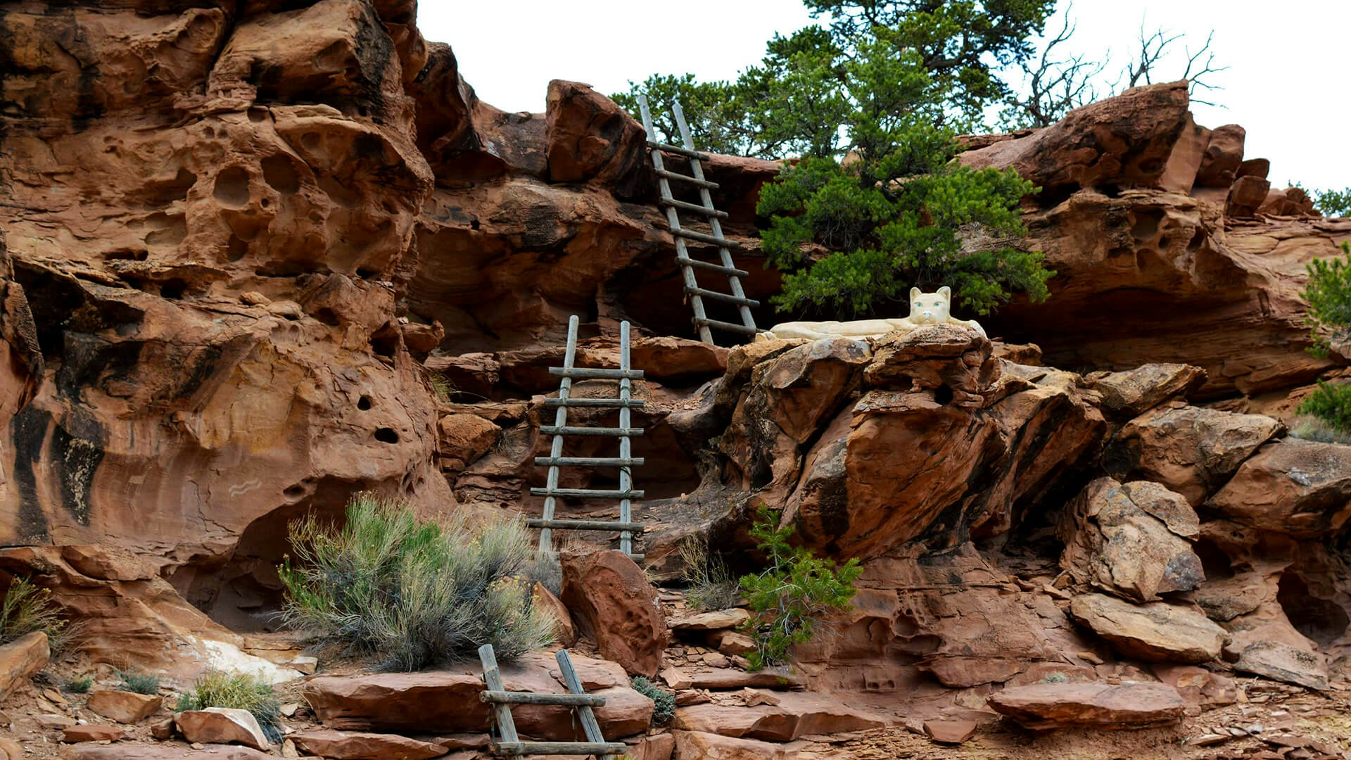 Cougar Ridge Adventure