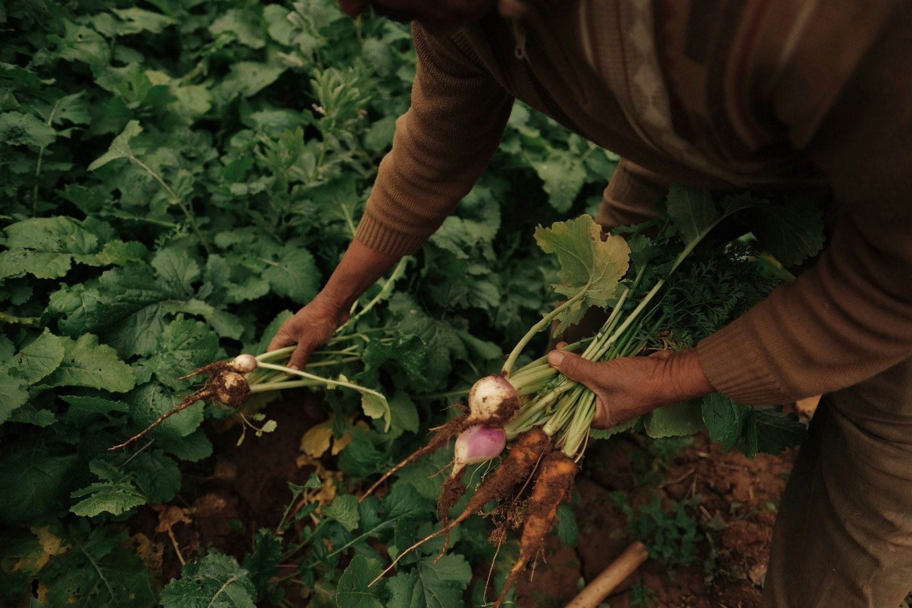 Traditional Berber Tent Garden Experience