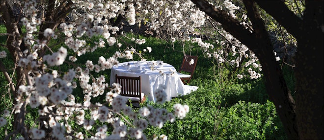 Almond Tree Experience