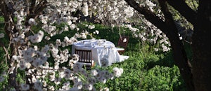 Almond Tree Experience
