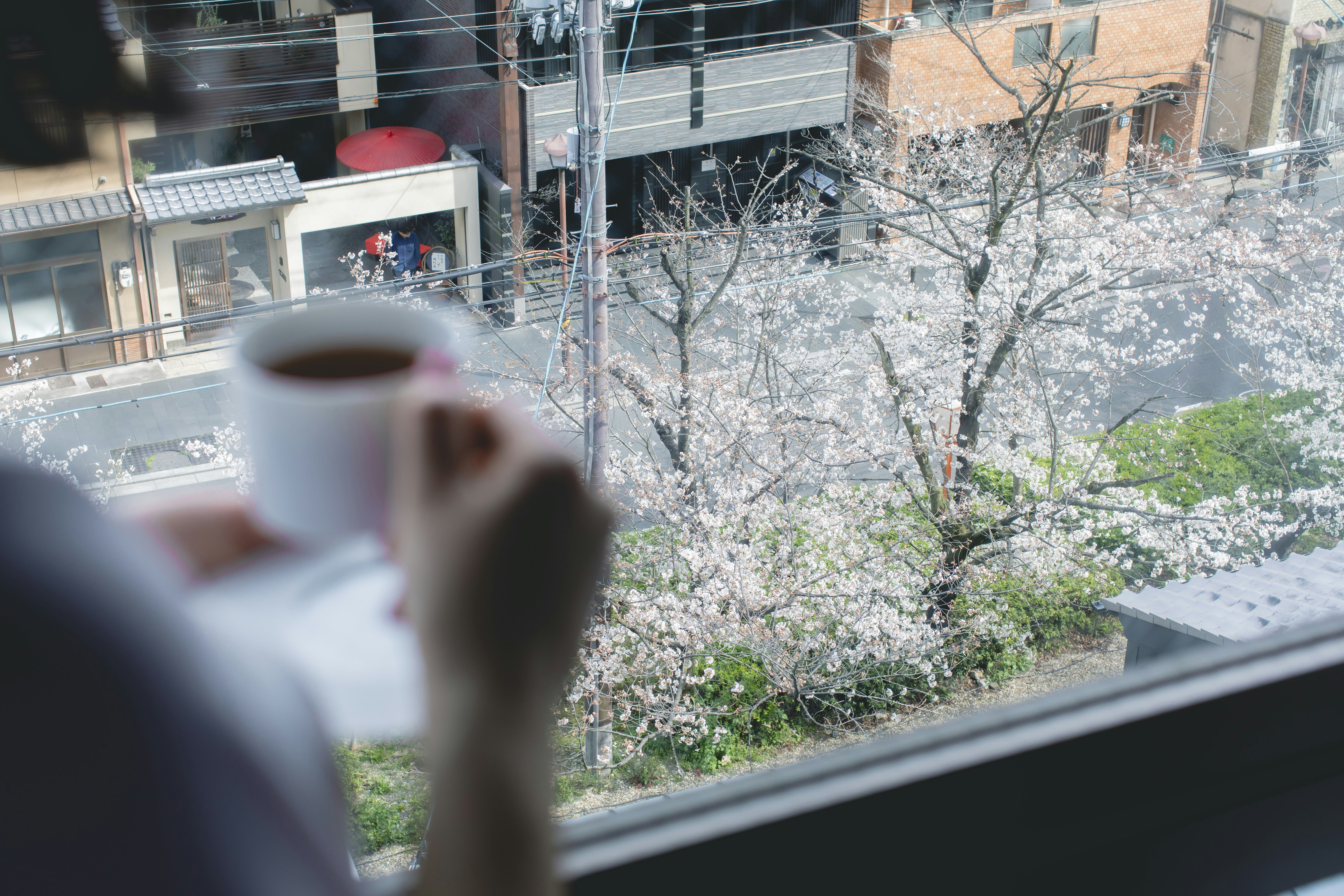 Sakura View From Room