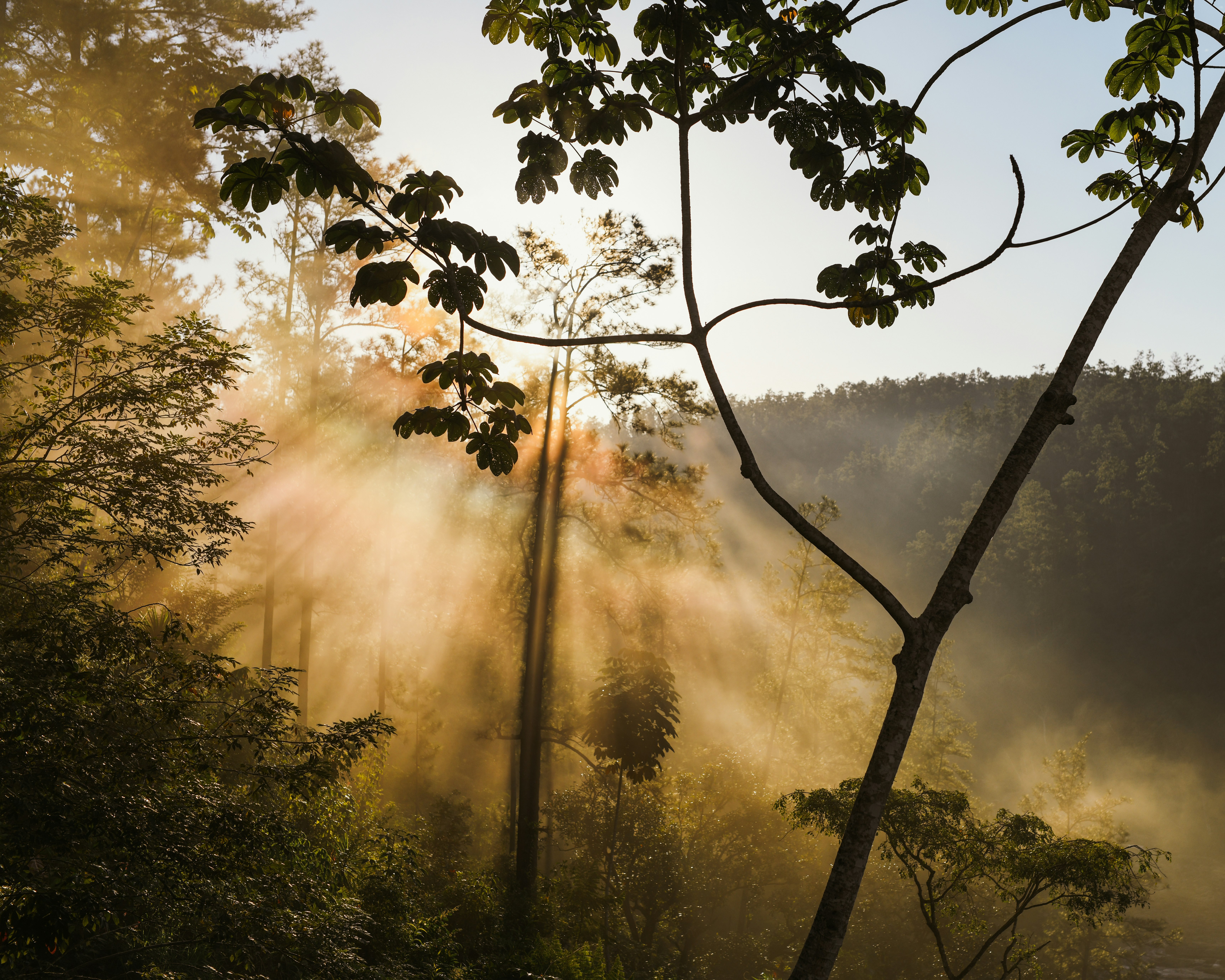 Gaïa Sunrise Over Canopy