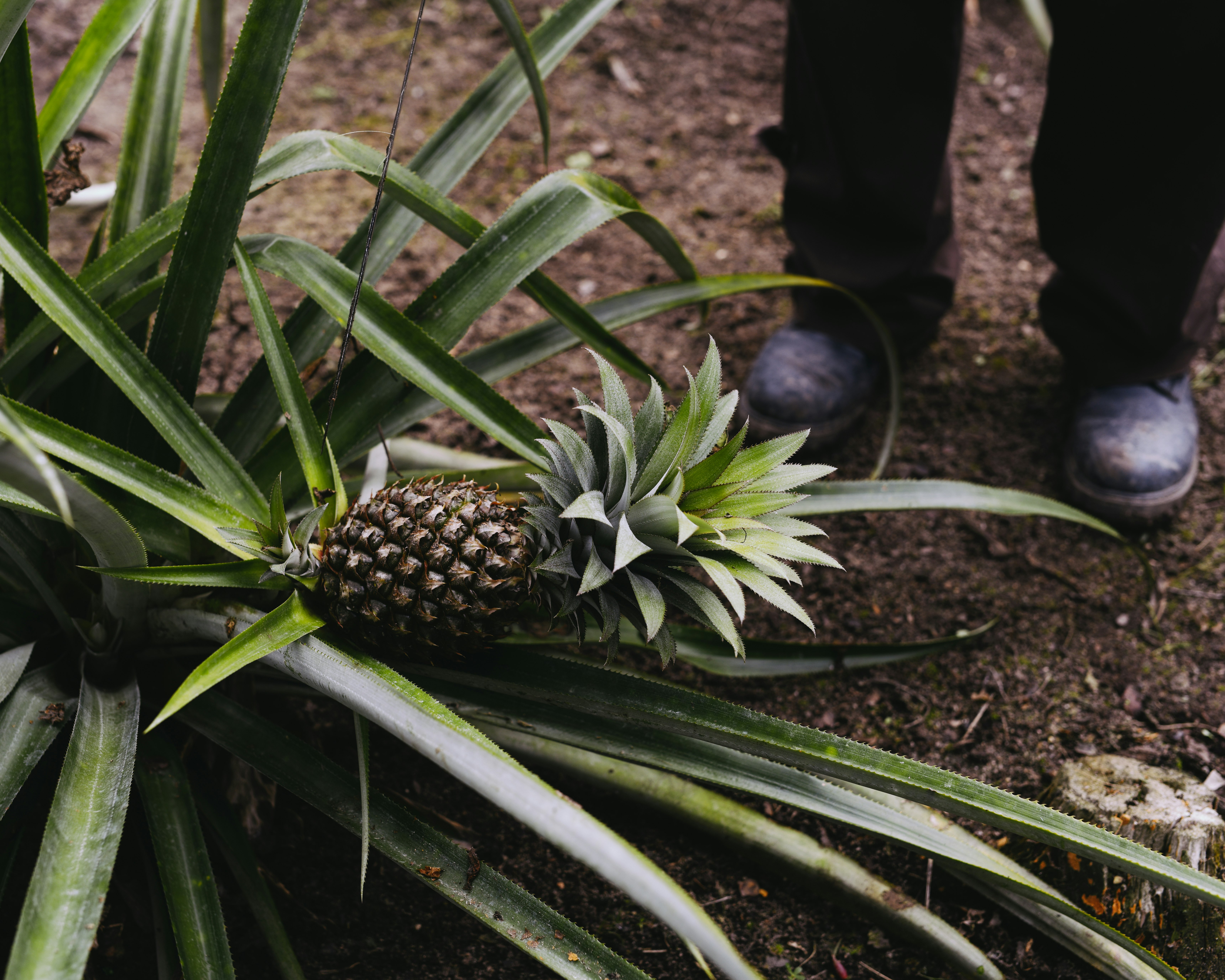 Gaïa Garden Pineapple Growing