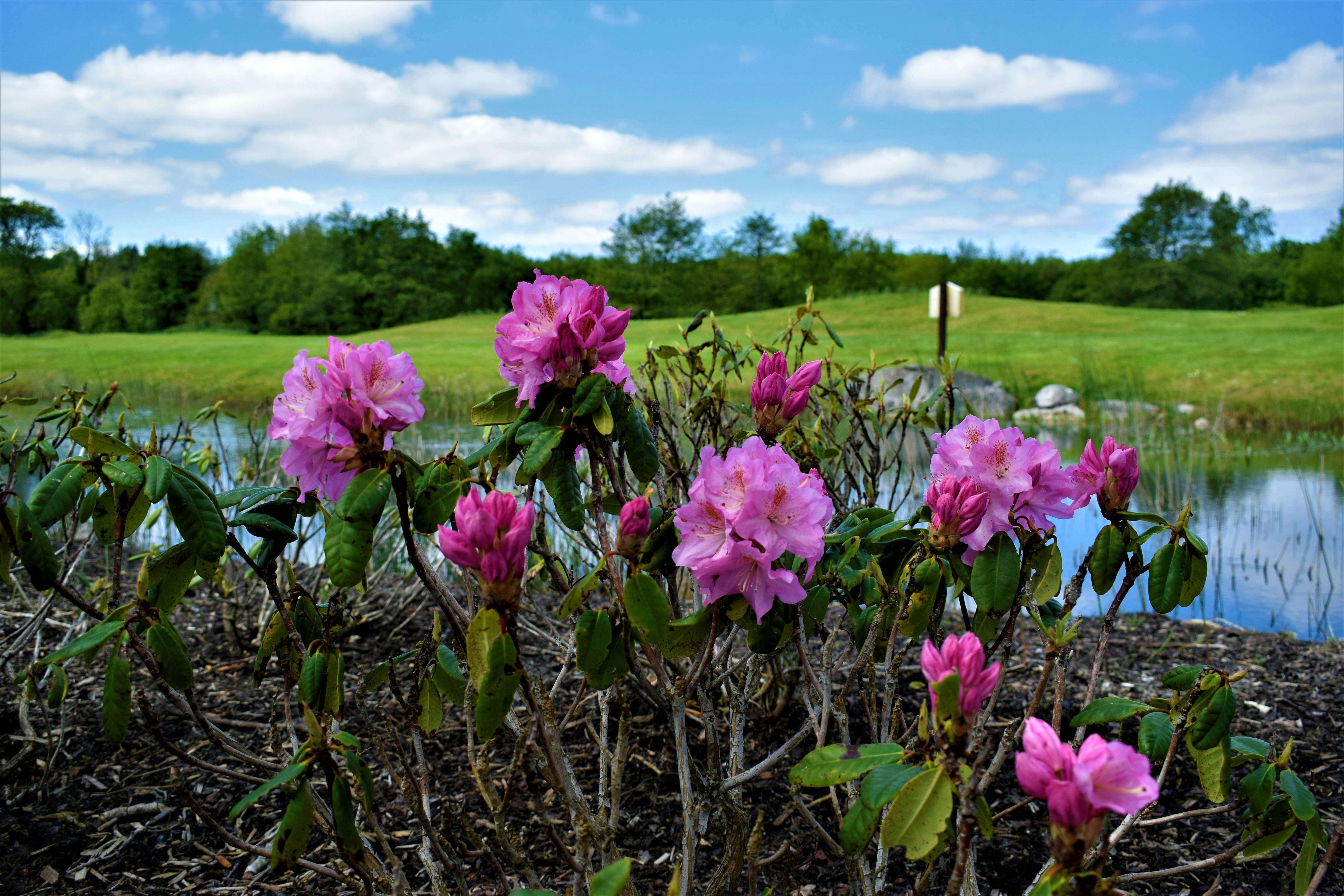 Gardens On Estate