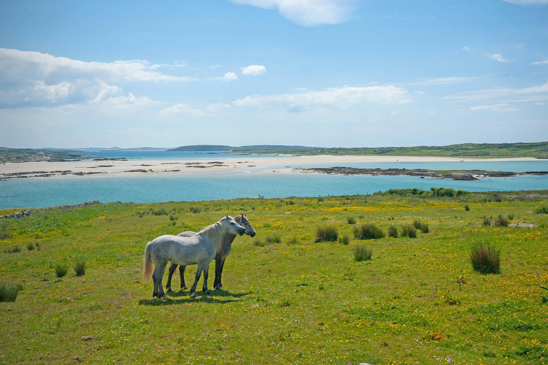 Connemara Ponies