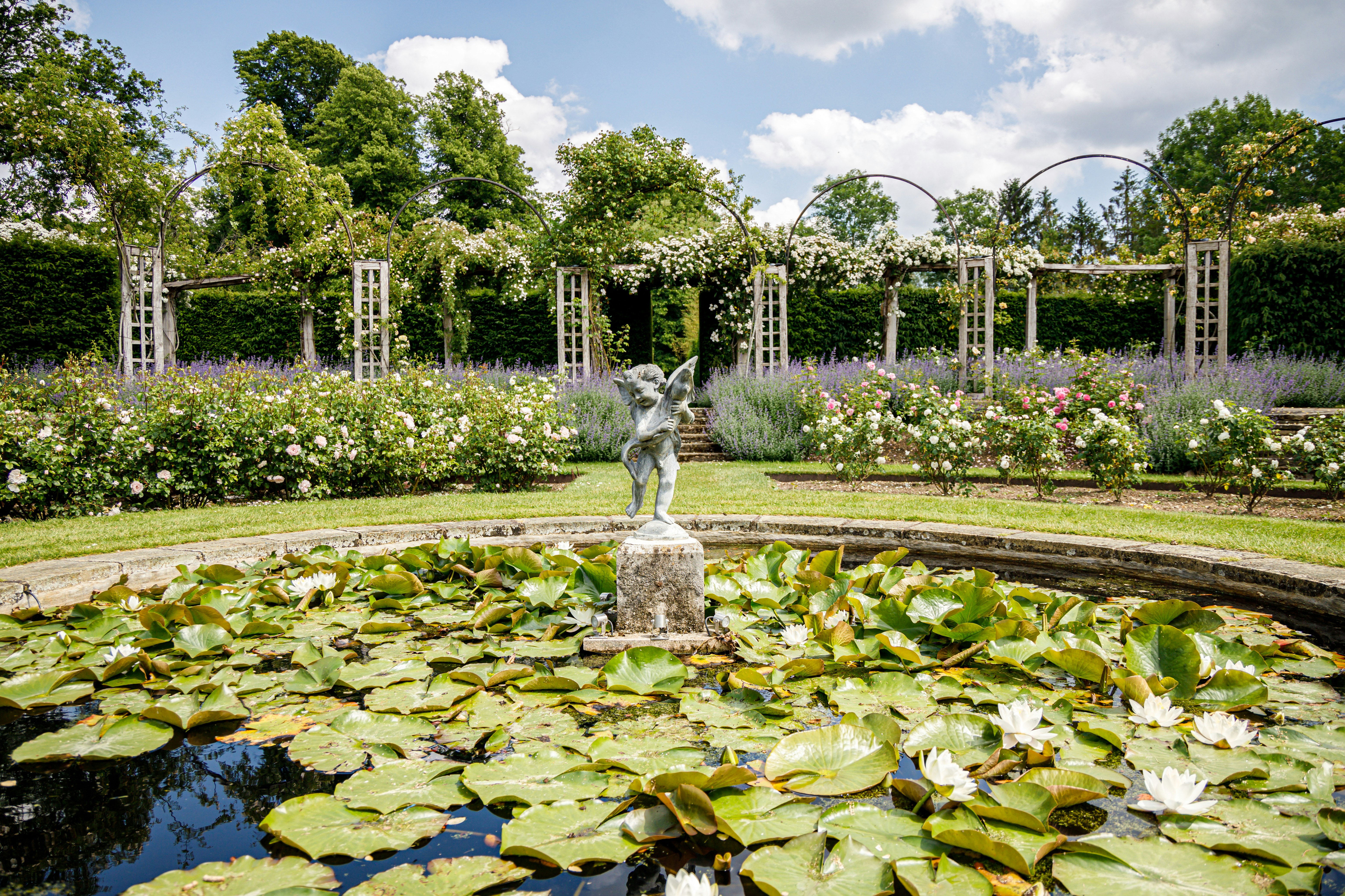 The sunken lily pond
