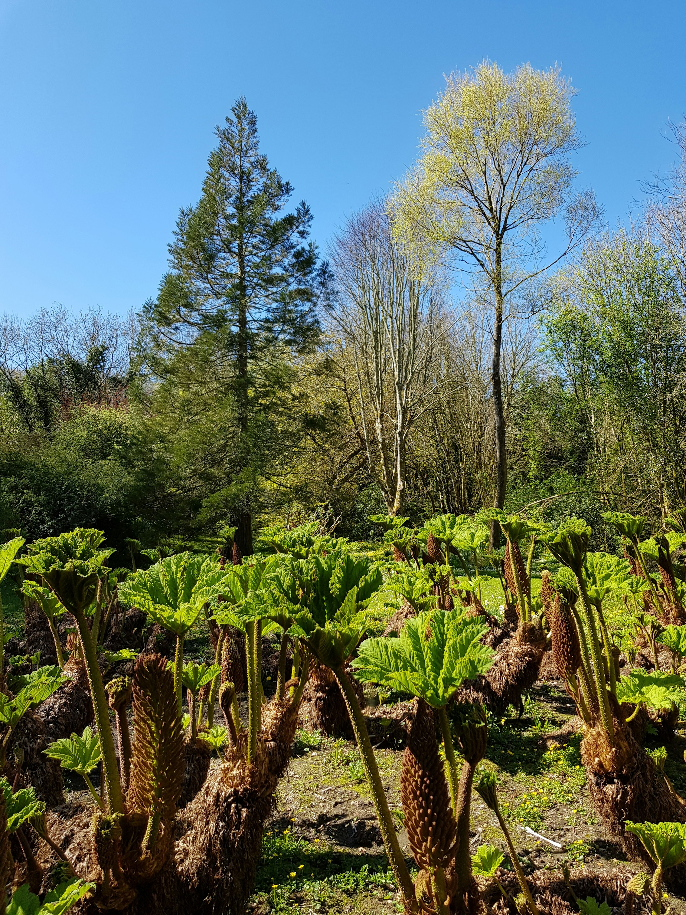 Gunnera