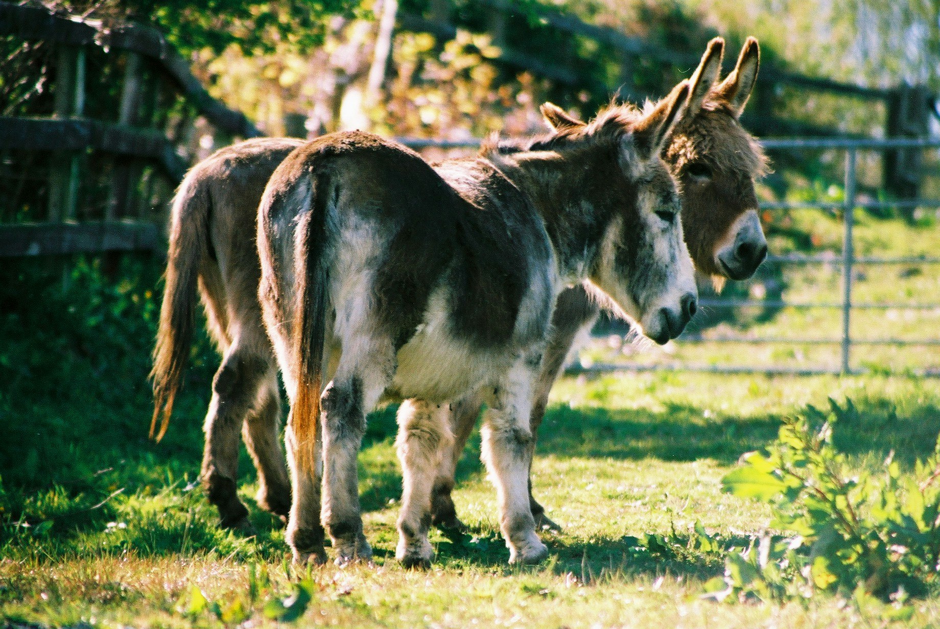 Donkeys