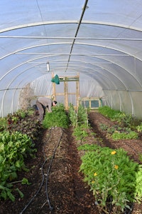 Vegetable Garden