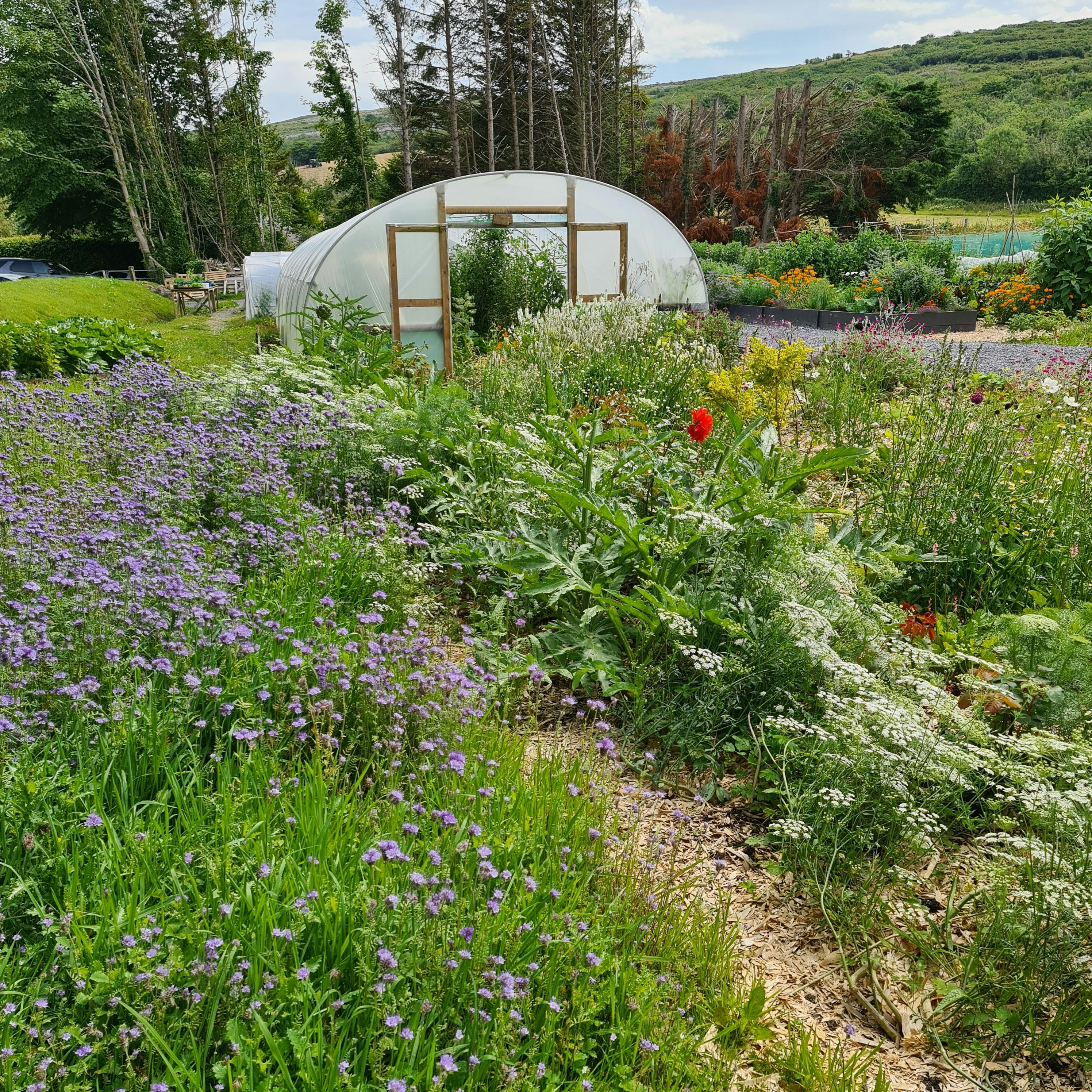 Cutting Flower Garden