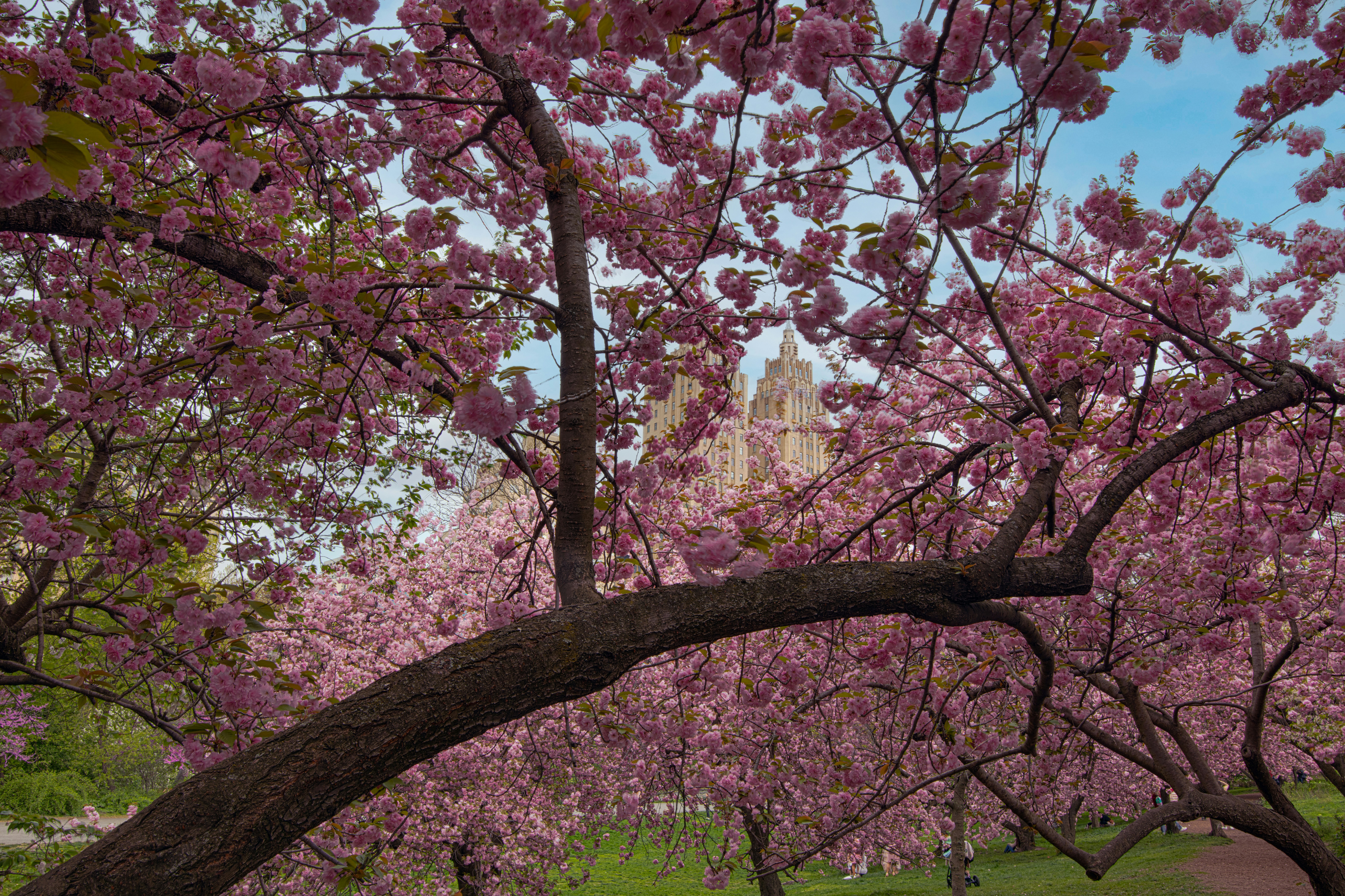 Cherry Blossoms in Central Park
