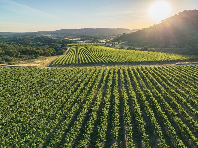 Vineyards