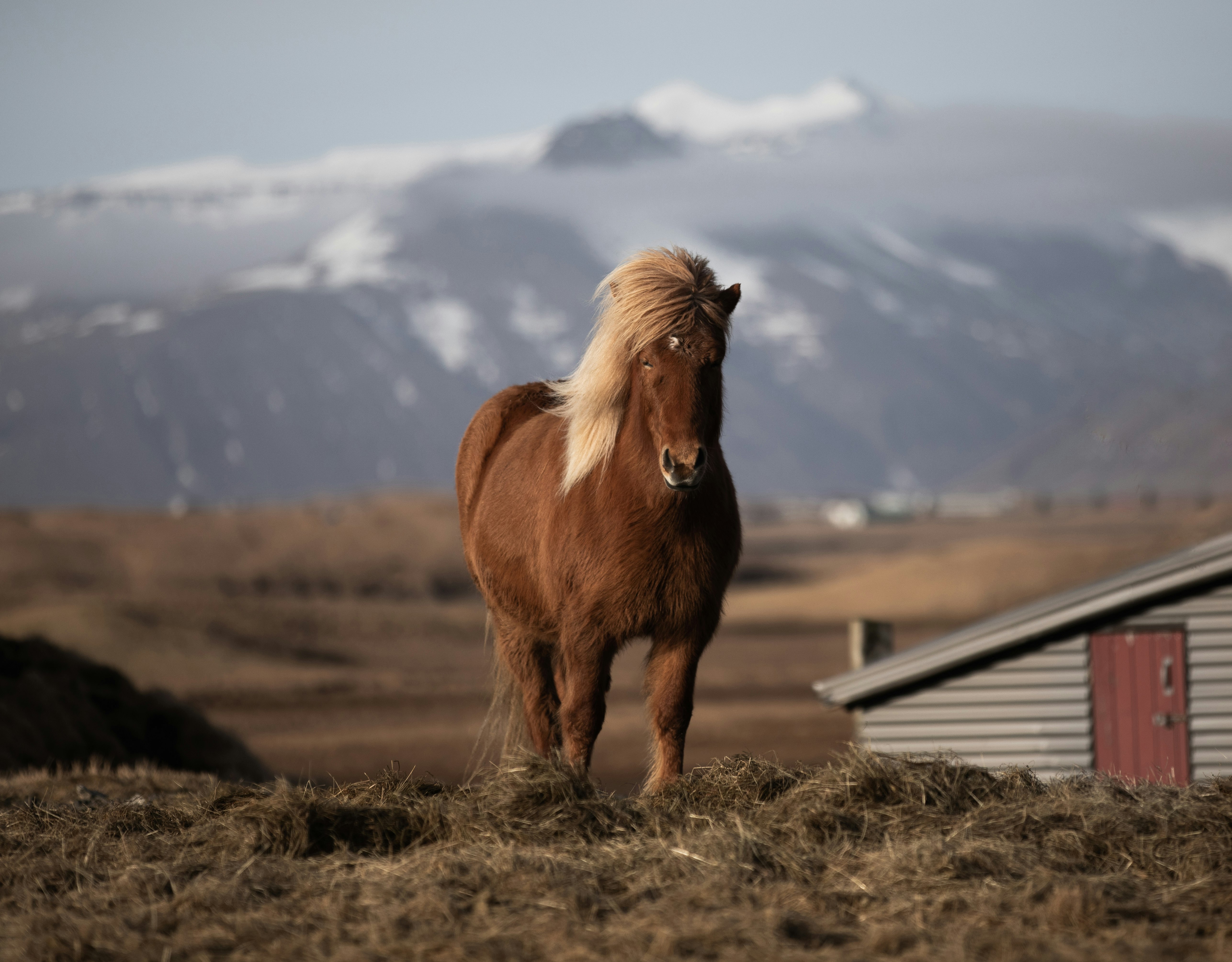 Icelandic Horse