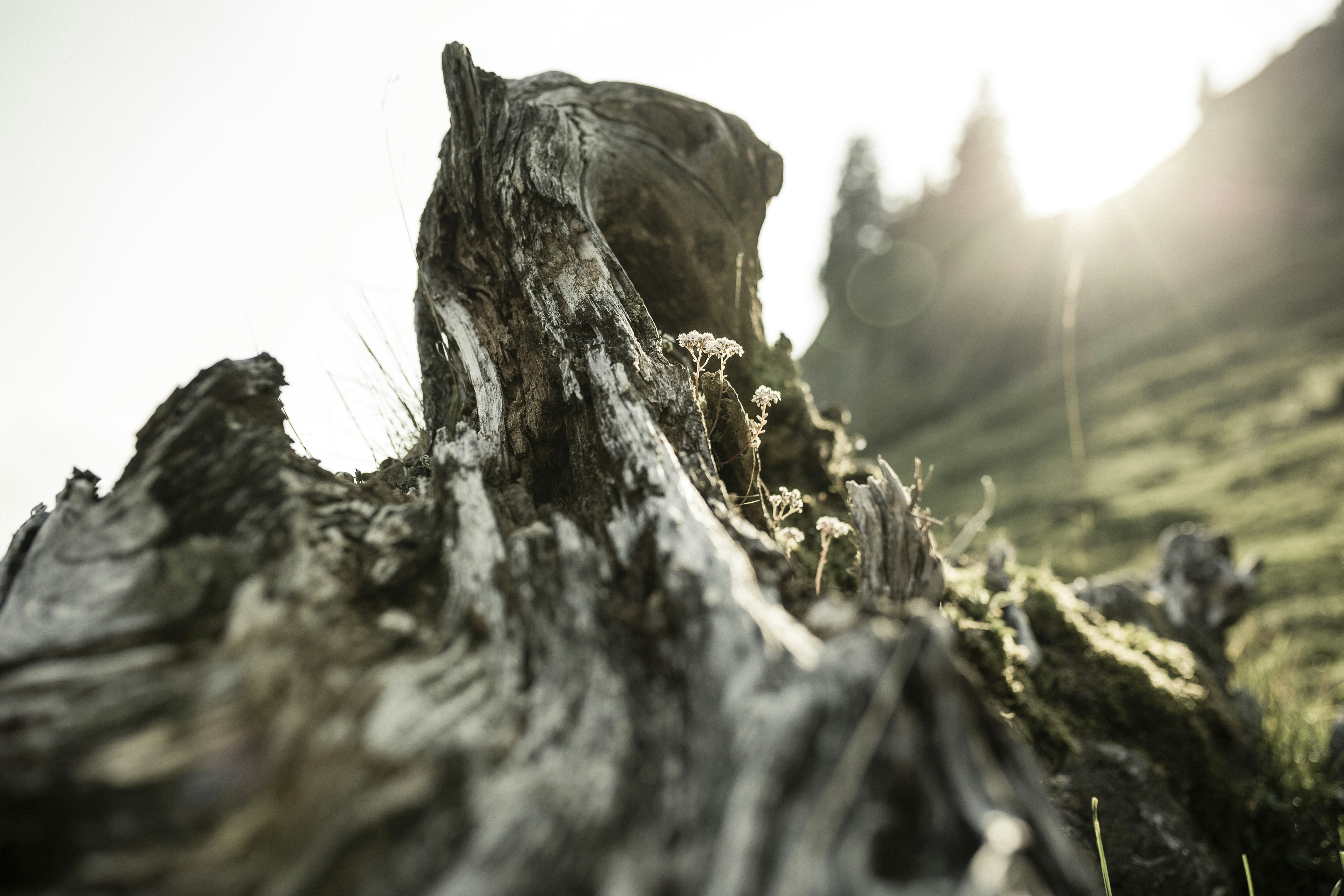 Allg_u Mountains Summer