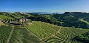 Vineyard