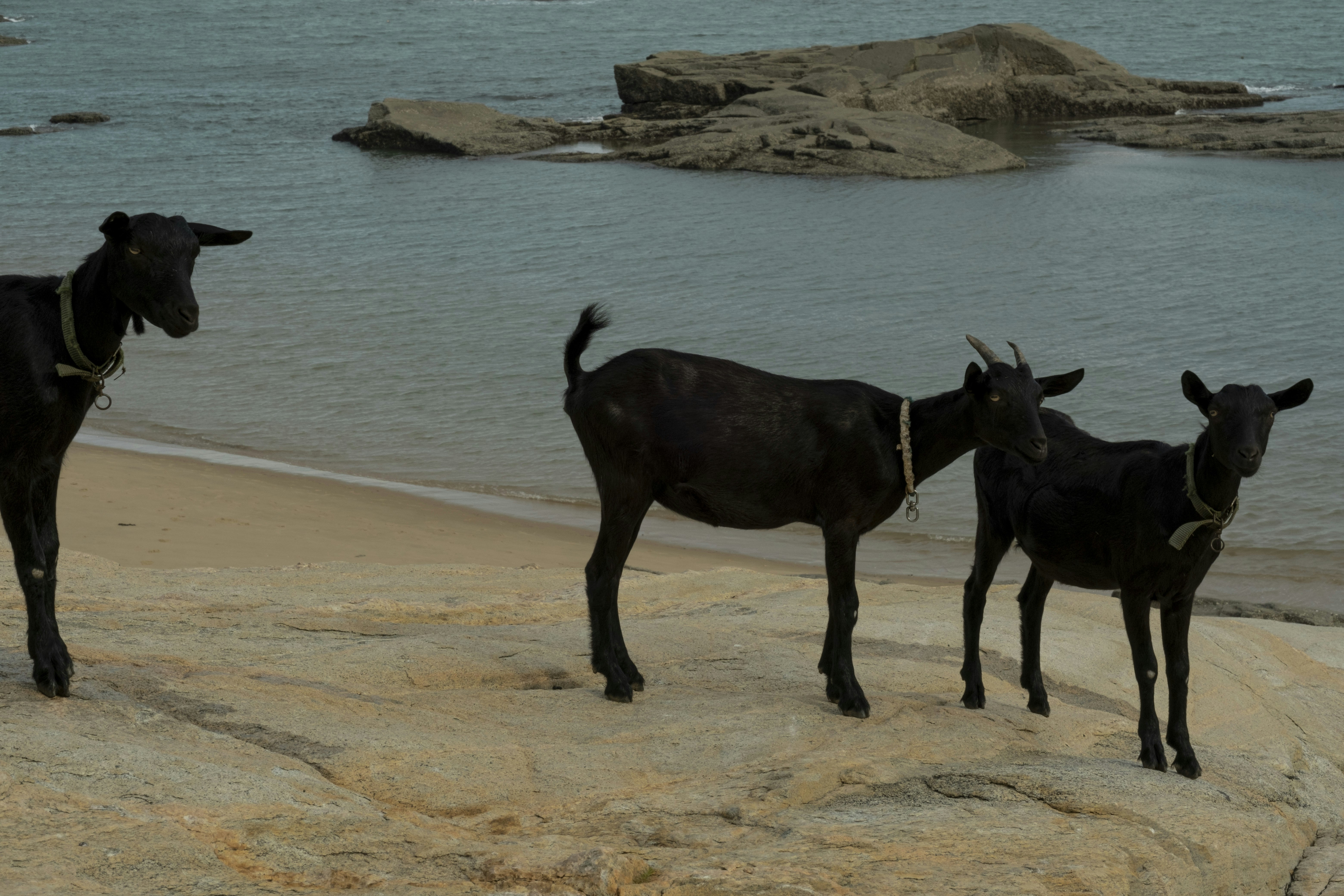 Black sheep are raised locally