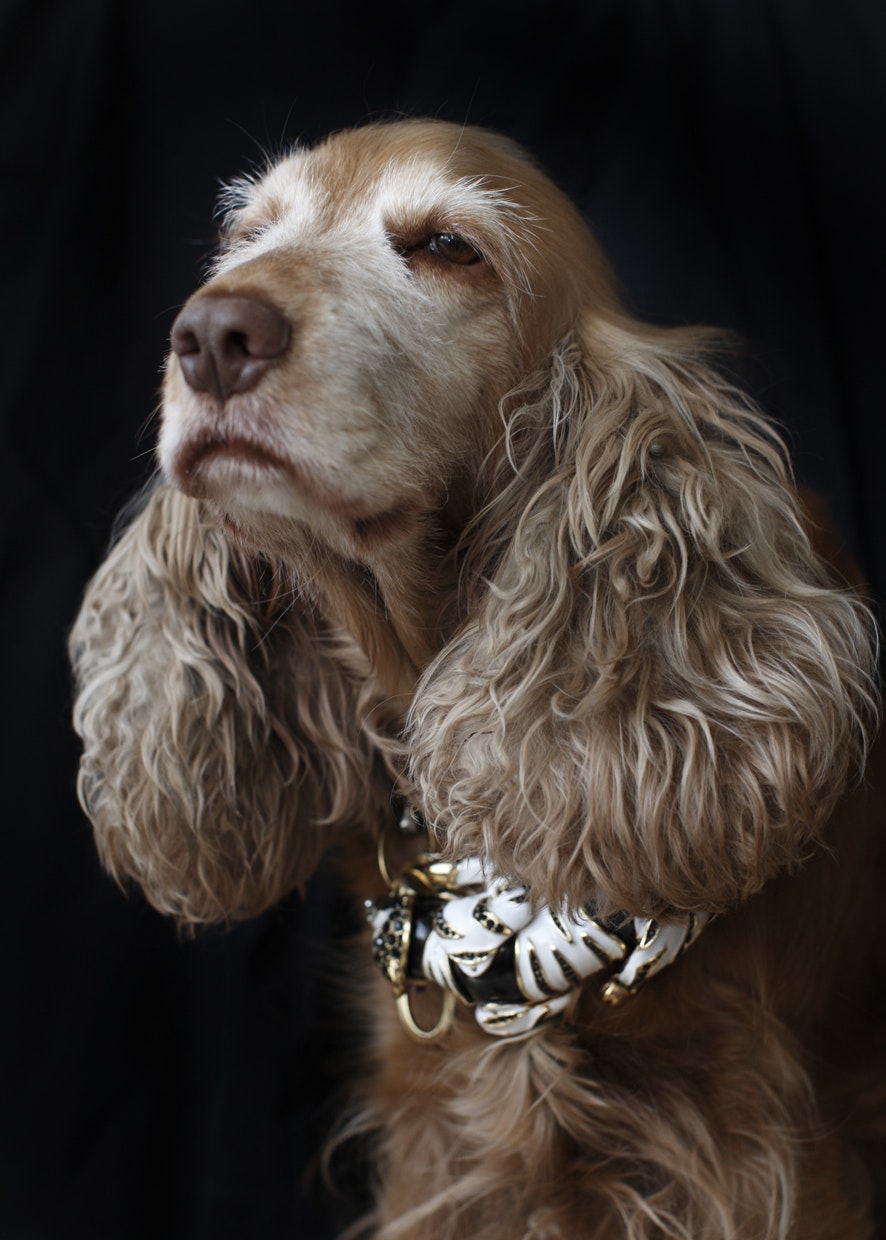 Kristiania Dog Mariaziegelboeck