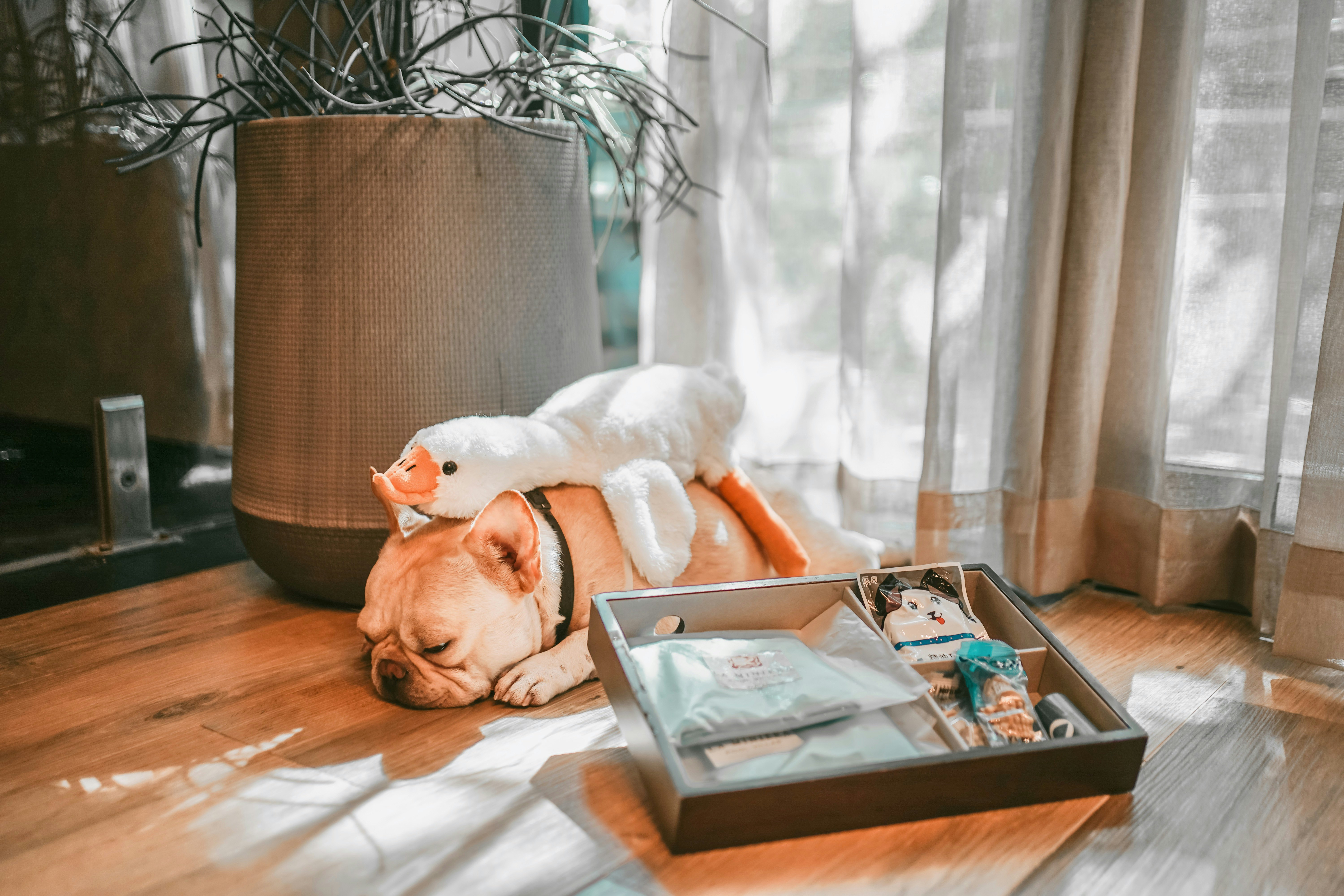 Pet-Friendly Amenities