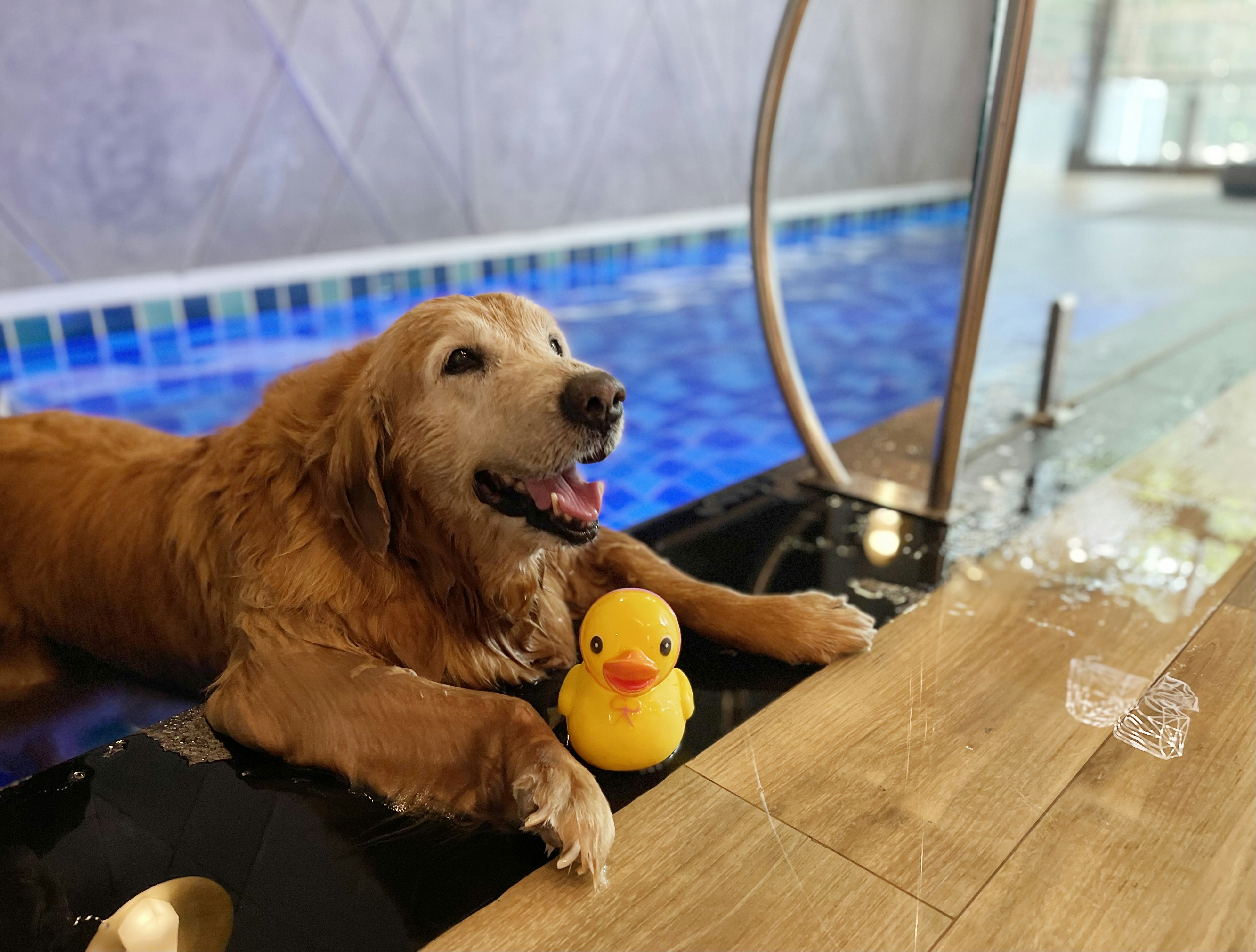 Pet-Friendly Pool Villa - Pool