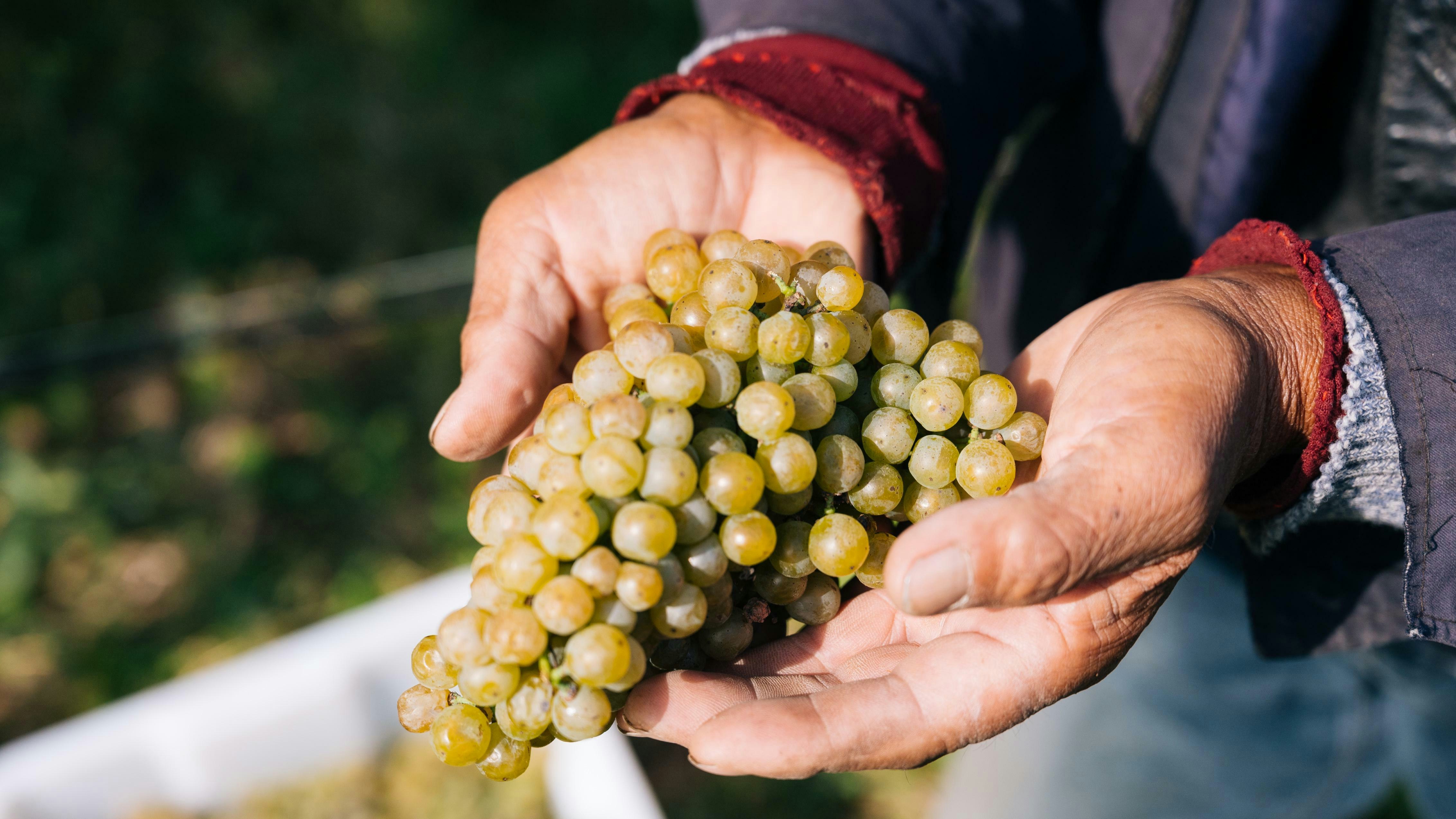 Grape Harvest Experience