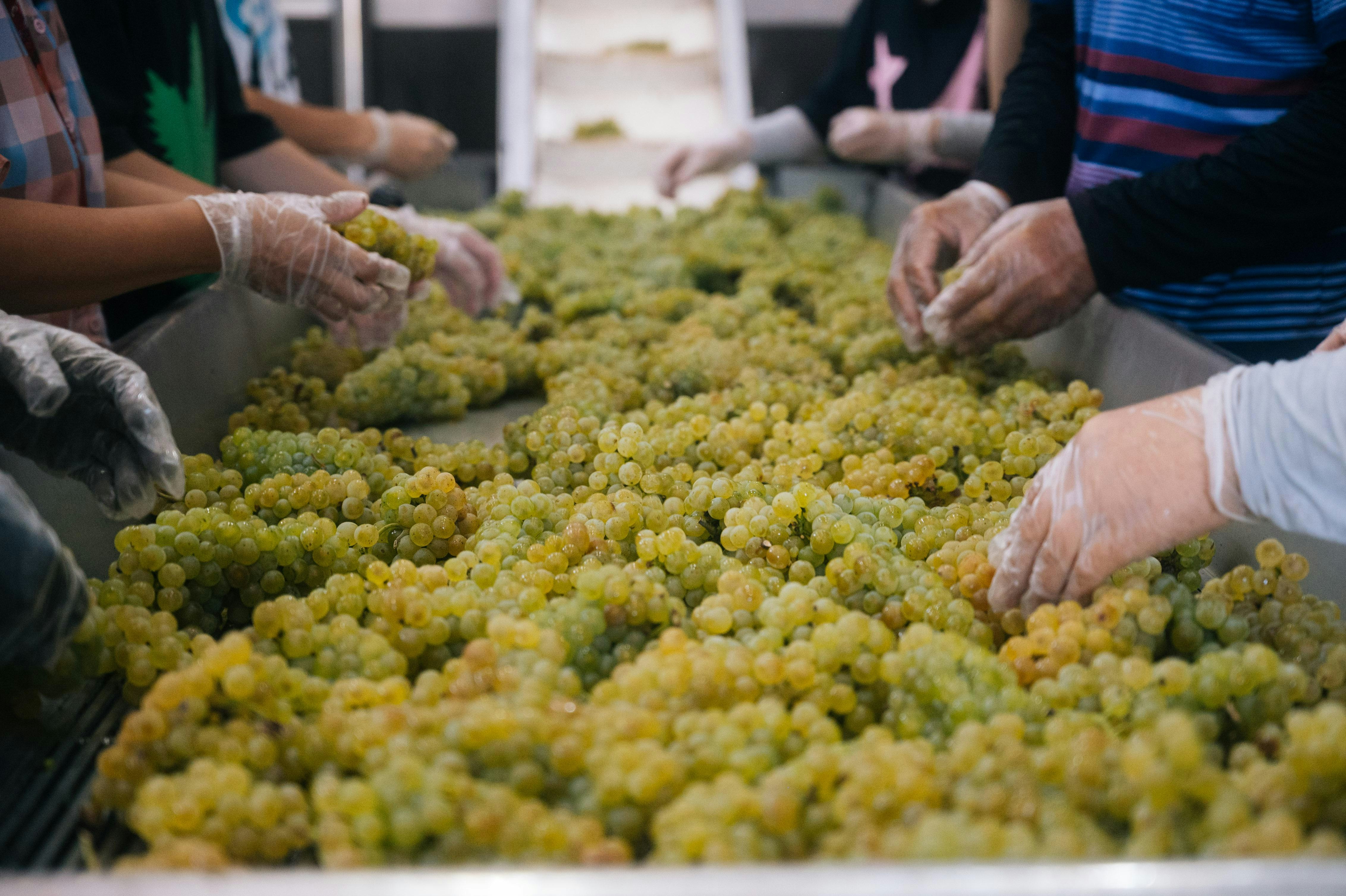 Grape Picking Activity