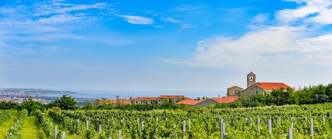 Longting Vineyard Scenic View