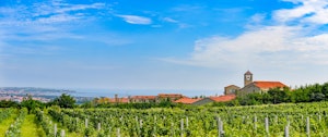 Longting Vineyard Scenic View