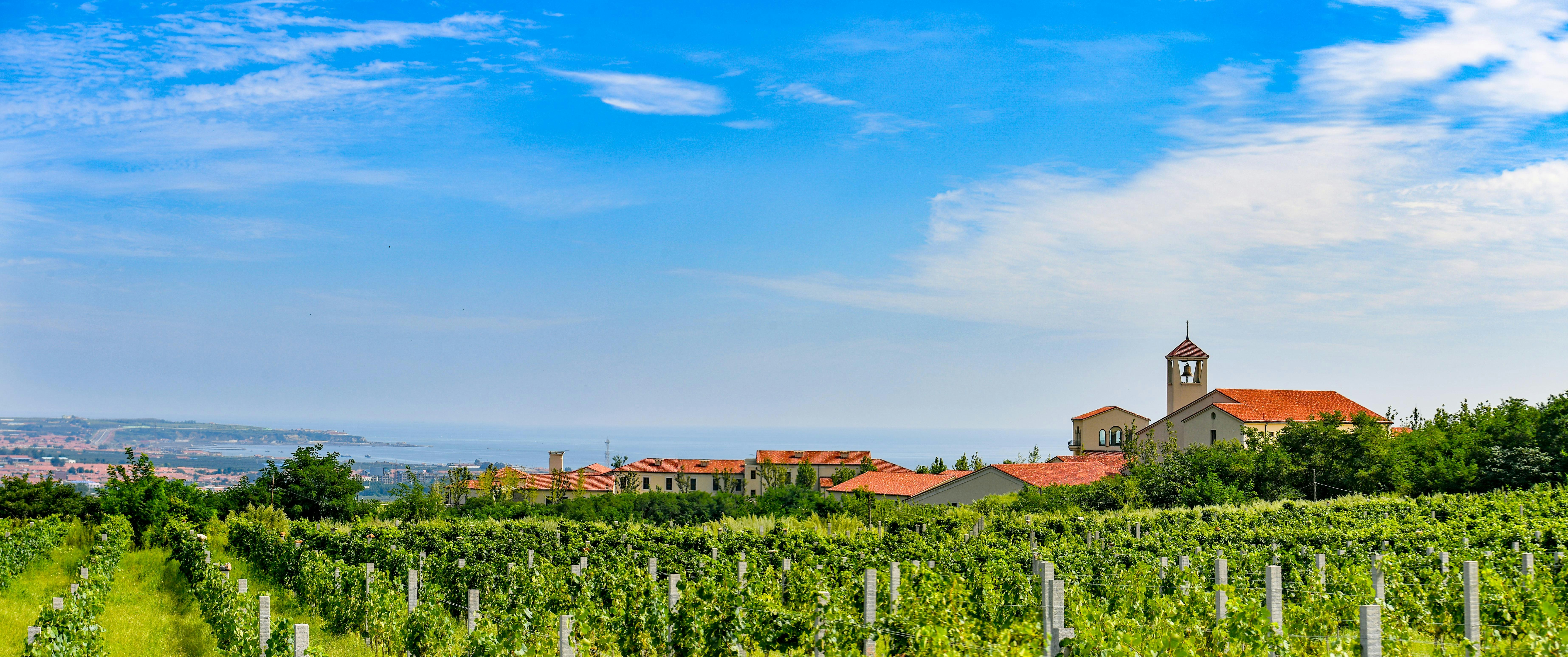 Longting Vineyard Scenic View