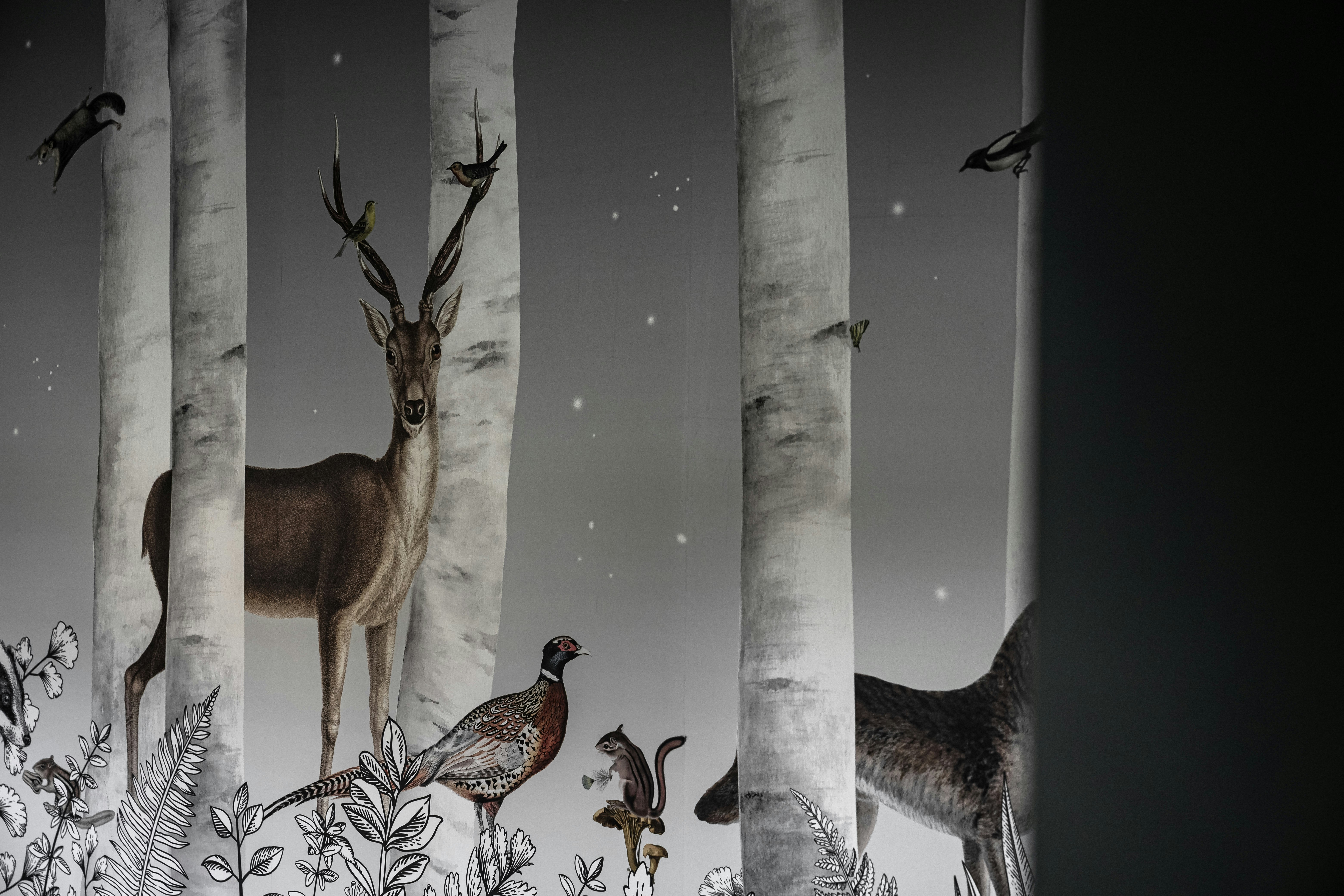 Forêt de Laponie - Room Details