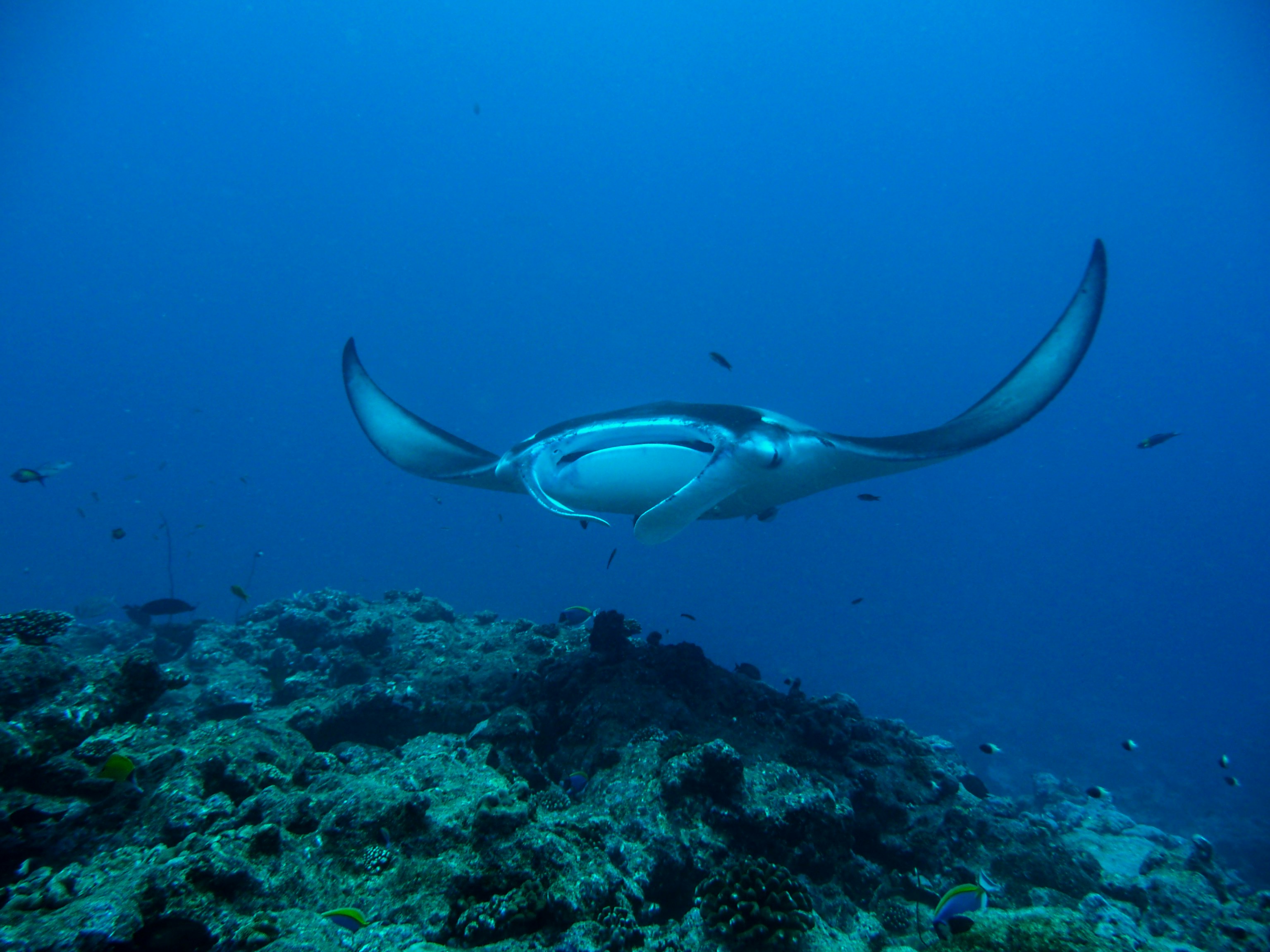 Manta Ray