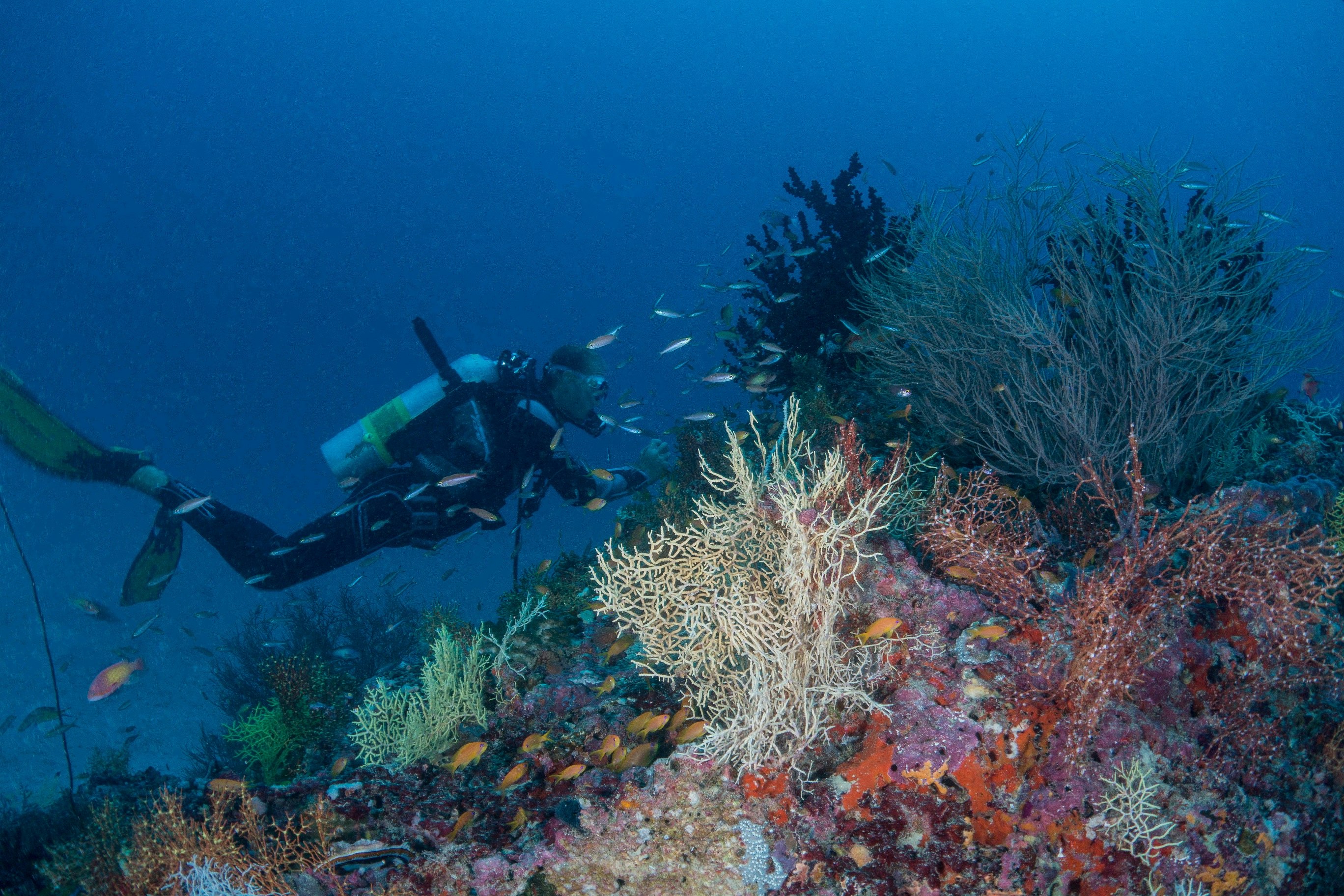 Milaidhoo Maldives Diving