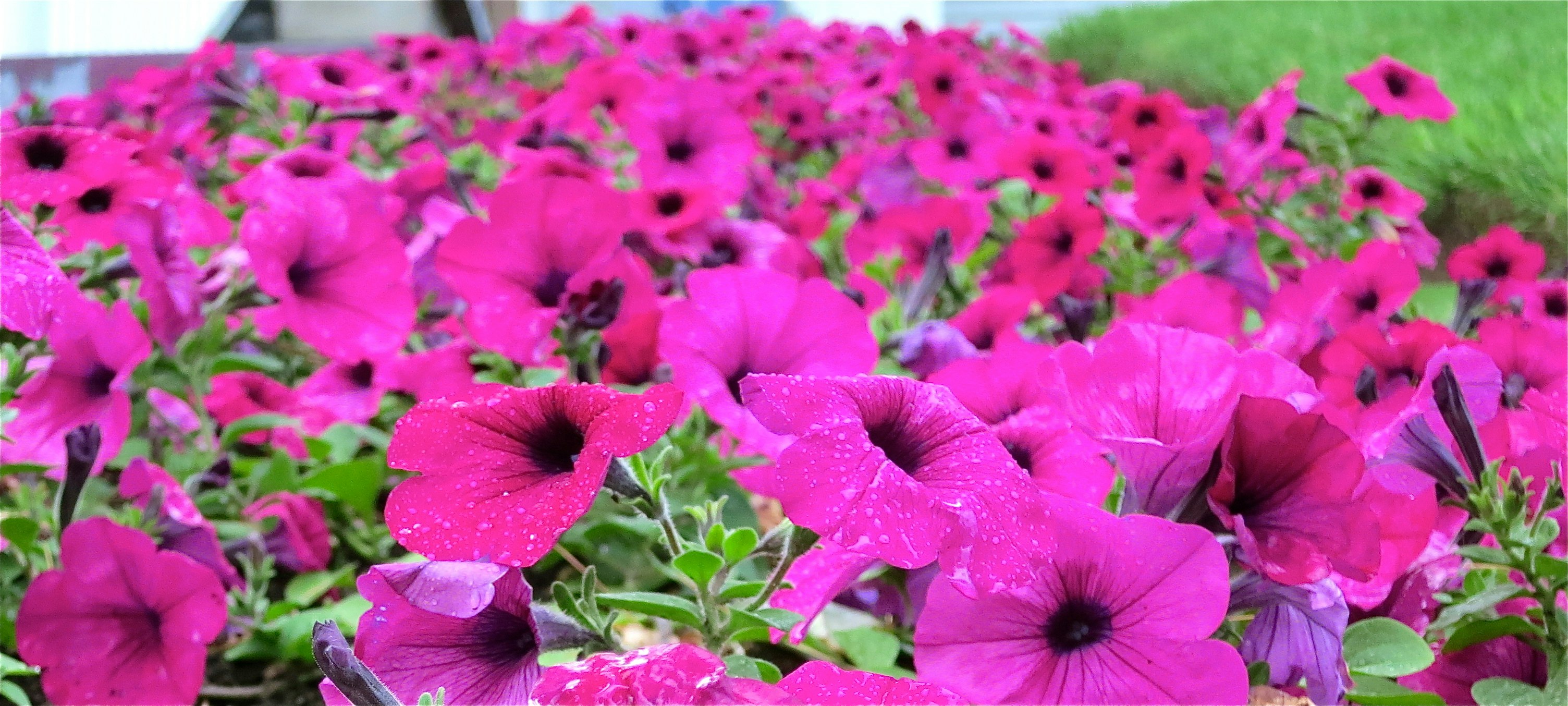 Pink Petunias