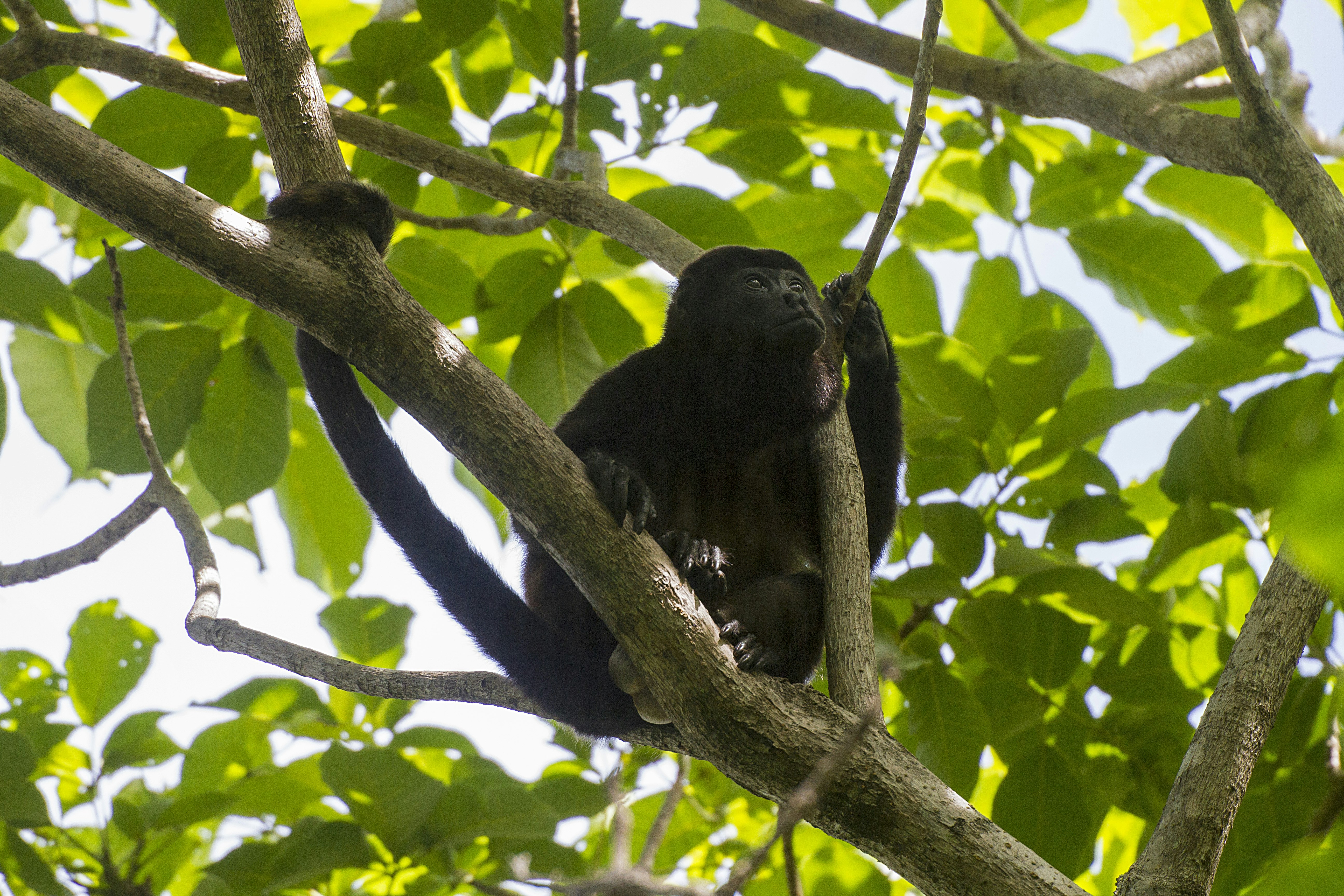 Howler Monkey