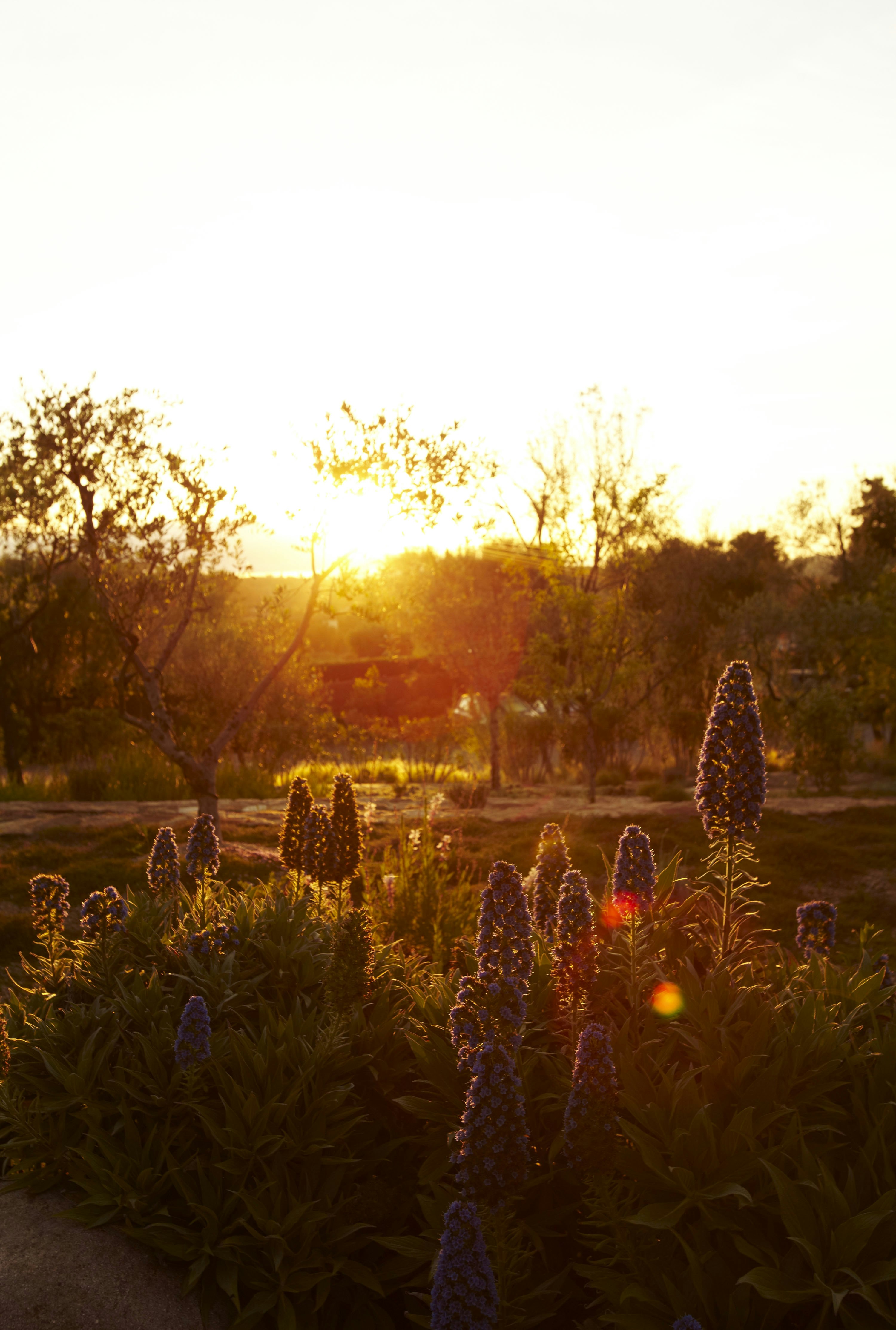 Evening Gardens
