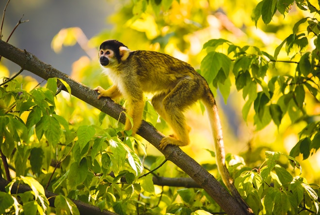Black-capped Squirrel Monkey