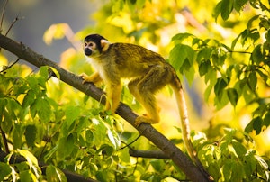 Black-capped Squirrel Monkey