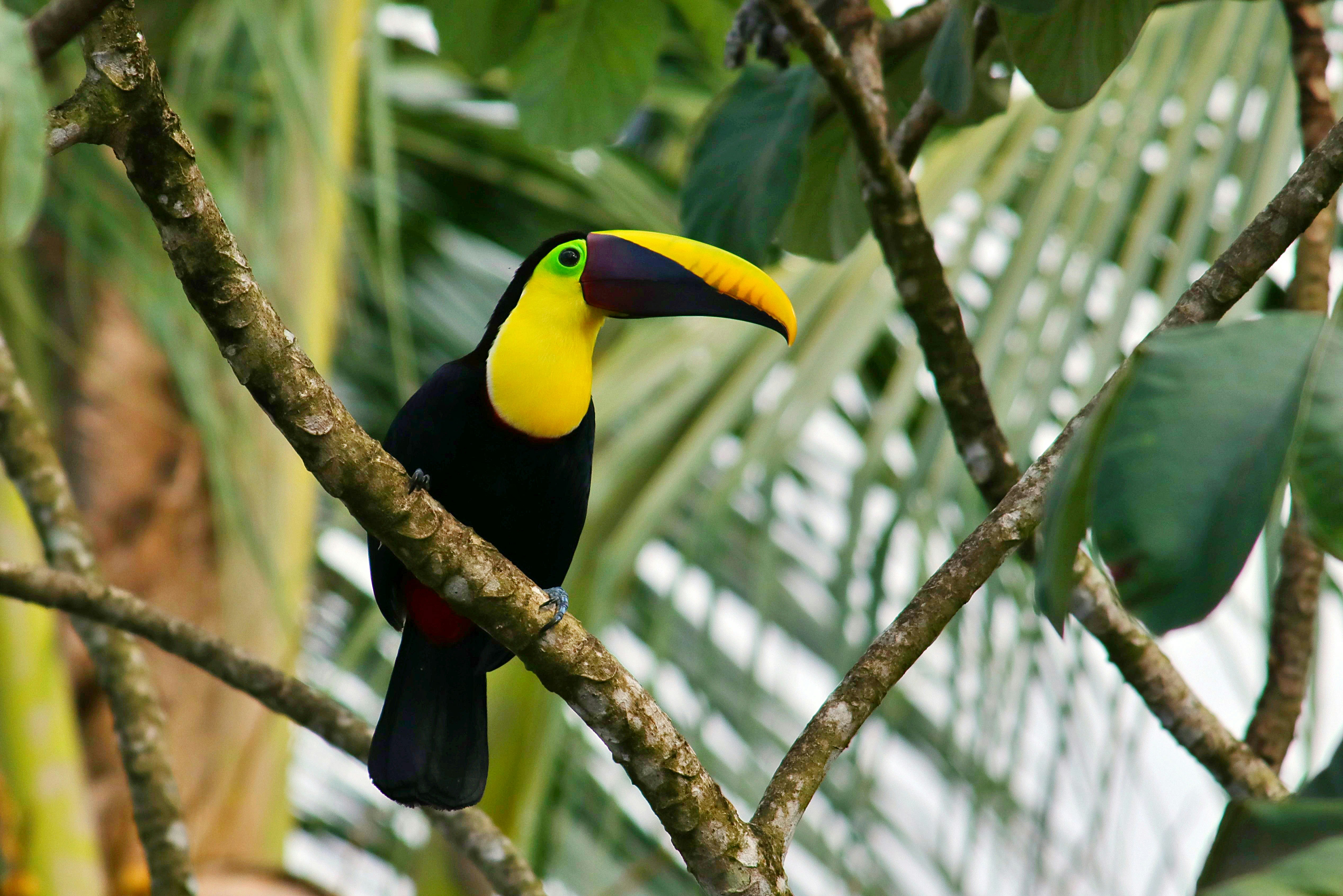 Toucan