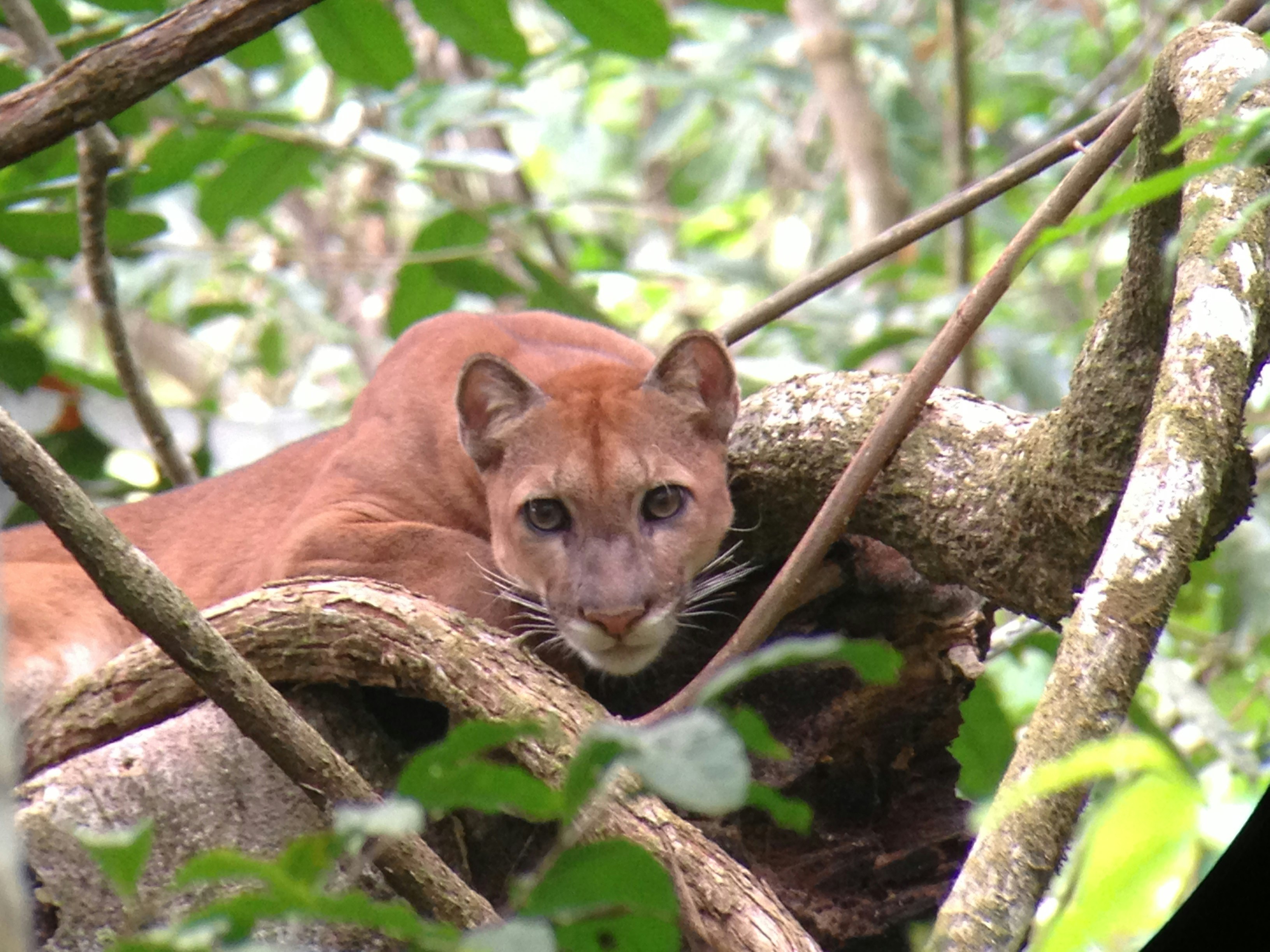 Corcovado National Park